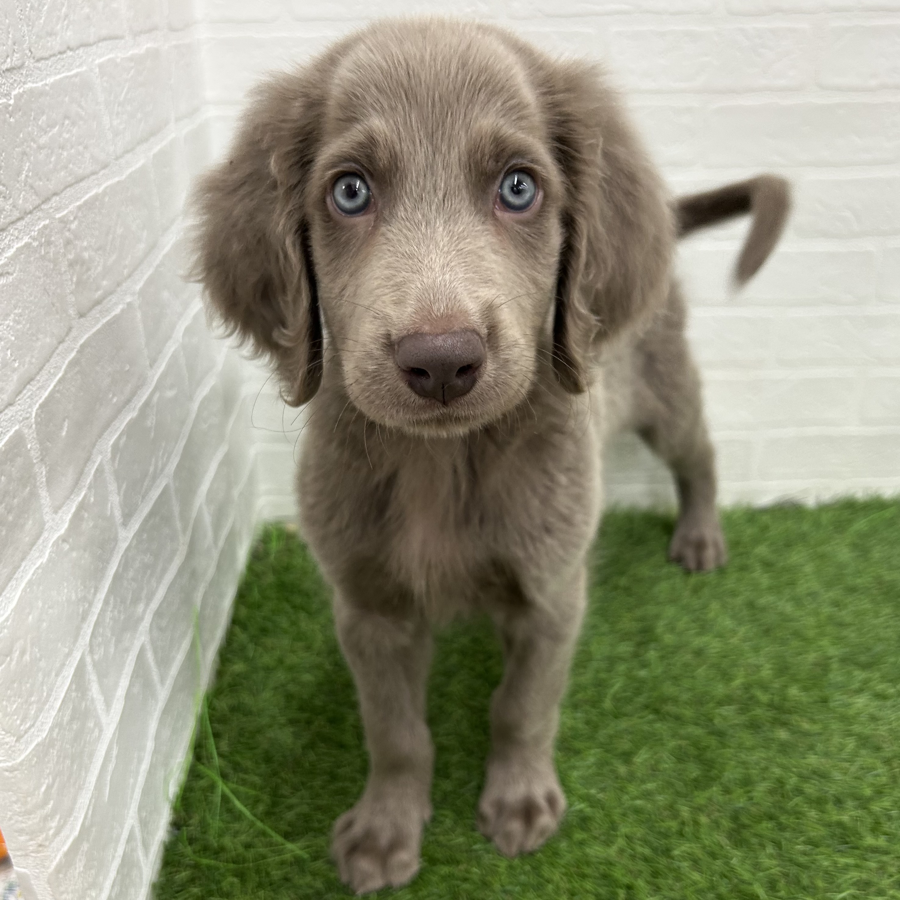 岐阜県のワイマラナー (ワンニャンハウス岐阜柳津店/2025年9月1日生まれ/男の子/グレー)の子犬