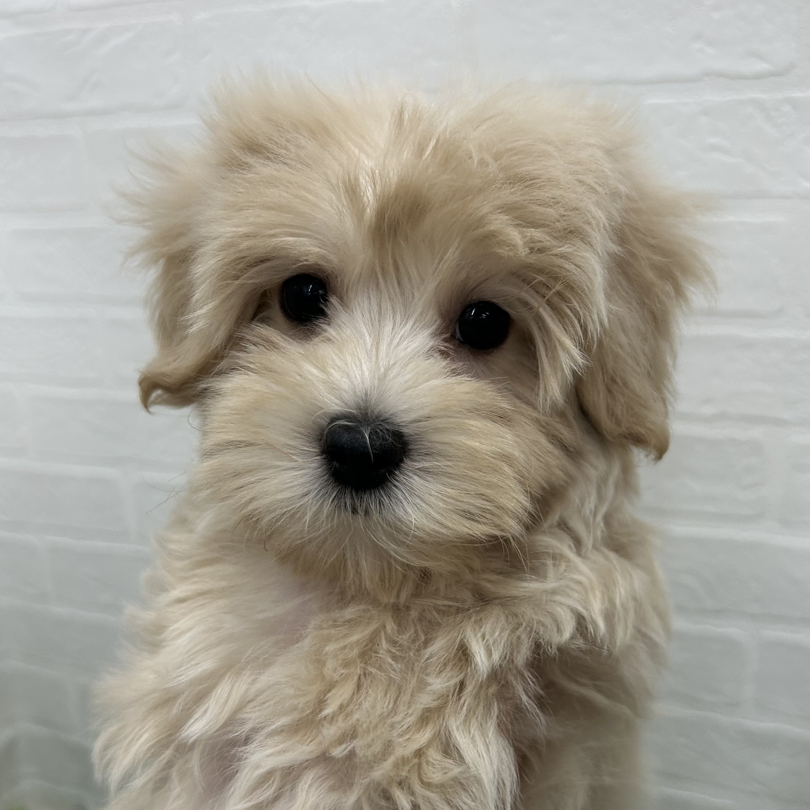 岐阜県のハーフ犬・ミックス犬 (ワンニャンハウス岐阜柳津店/2025年8月24日生まれ/男の子/クリーム)の子犬