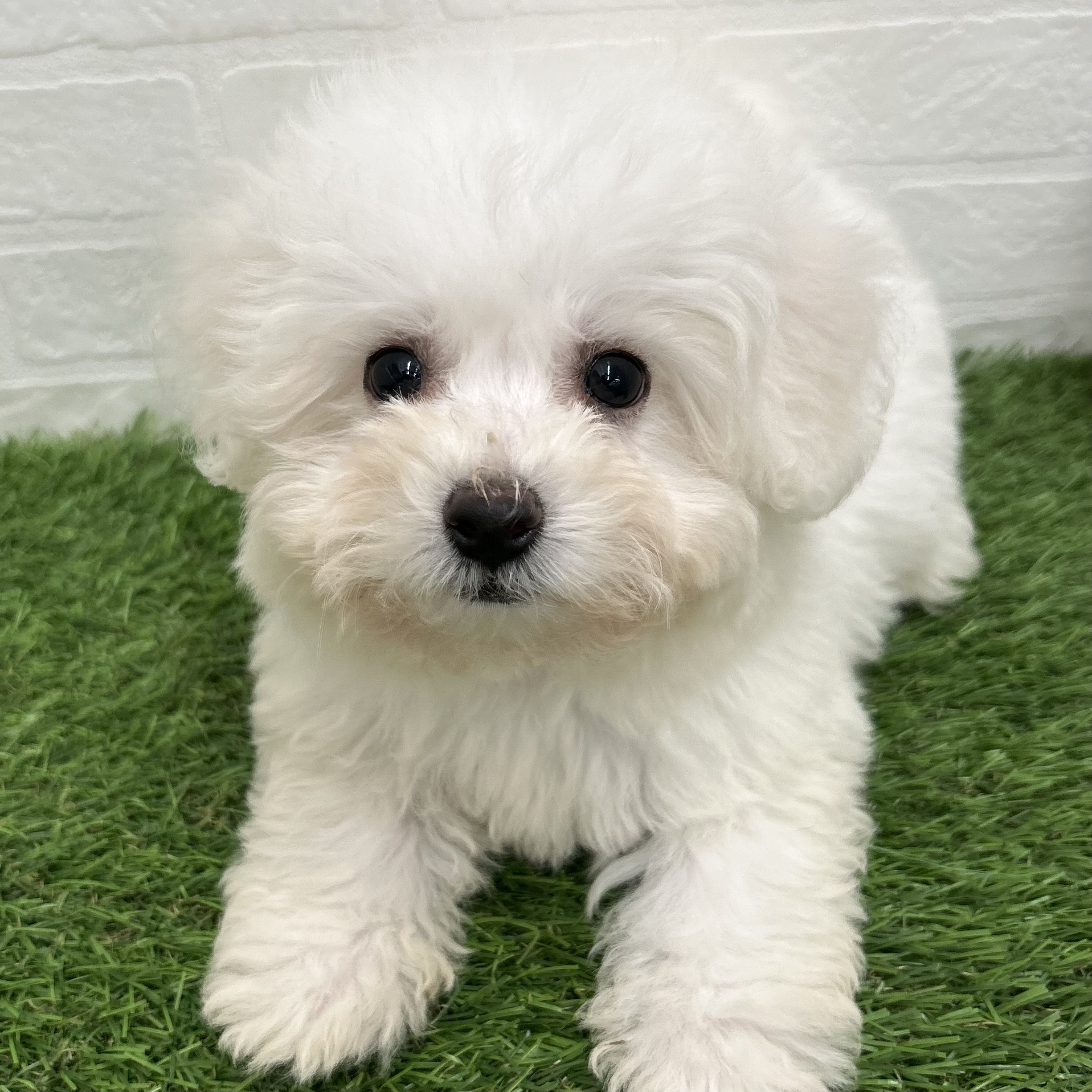 岐阜県のビションフリーゼ (ワンニャンハウス岐阜柳津店/2025年9月17日生まれ/男の子/ホワイト)の子犬の2枚目の画像