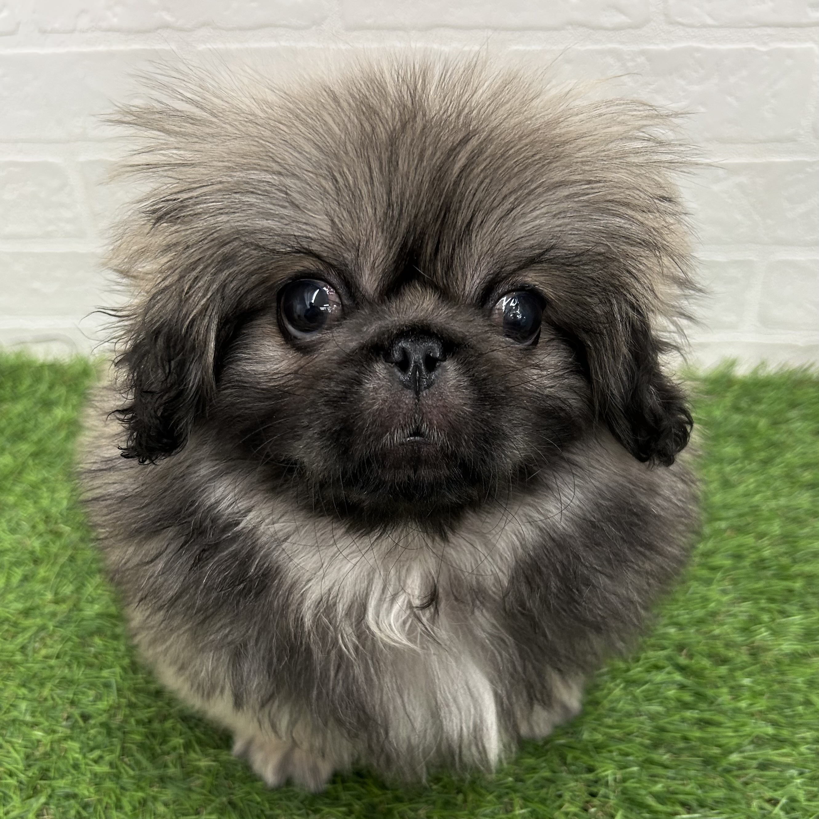 岐阜県のペキニーズ (ワンニャンハウス岐阜柳津店/2025年10月4日生まれ/男の子/フォーンホワイト)の子犬の1枚目の画像