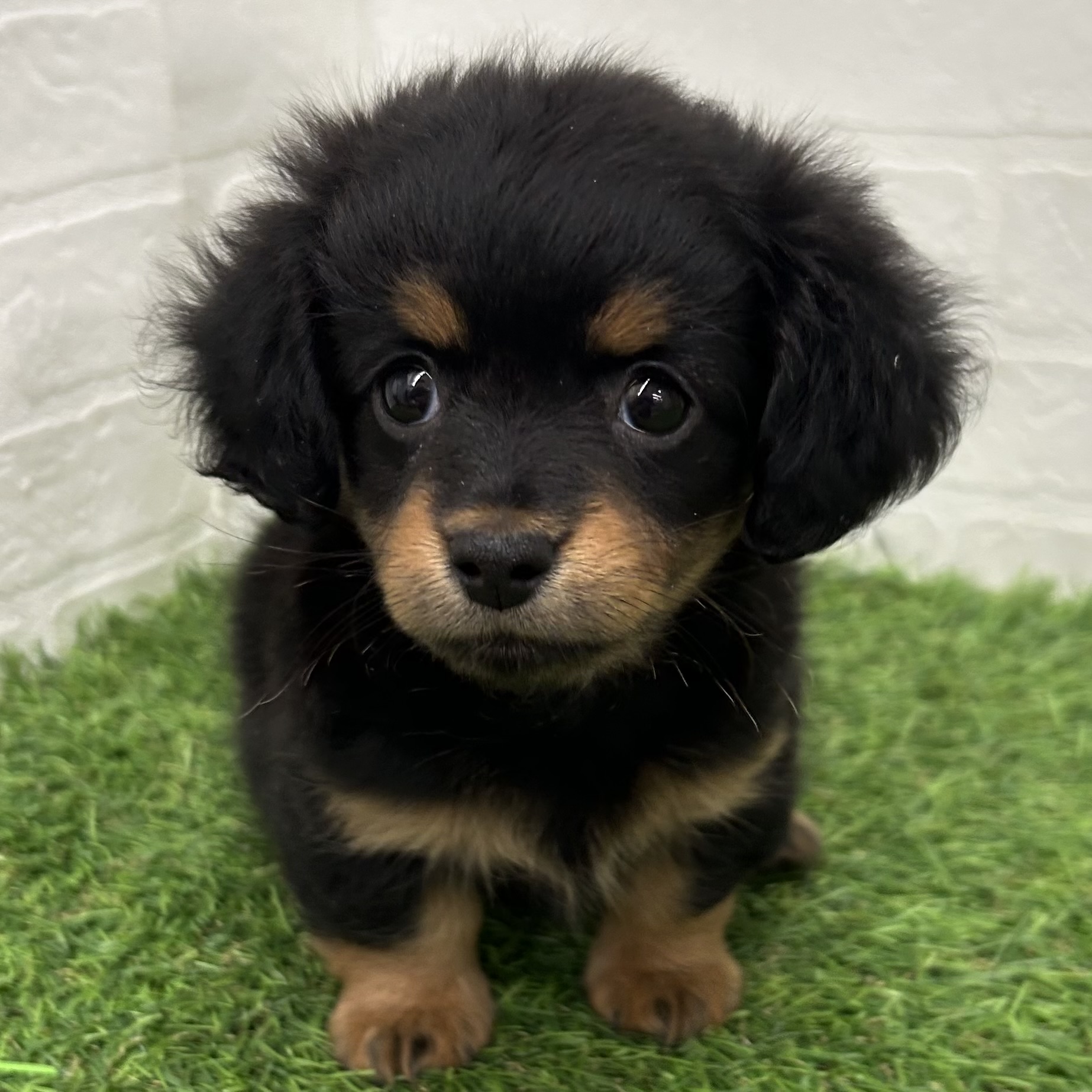岐阜県のチワックス(チワワ×ダックス) (ワンニャンハウス岐阜柳津店/2025年12月1日生まれ/女の子/ブラックタン)の子犬の2枚目の画像