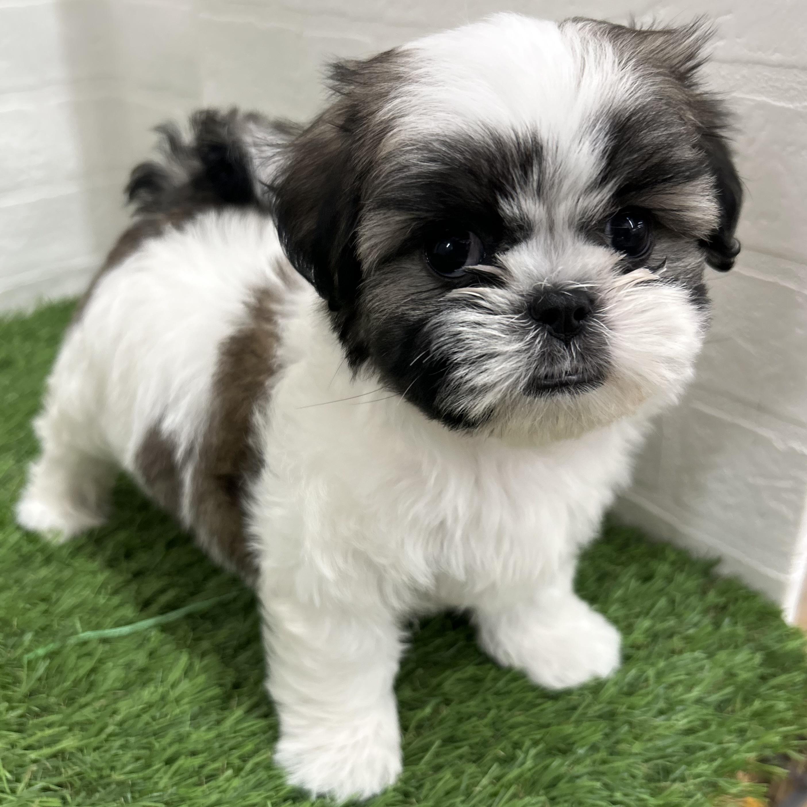 岐阜県のマルズー/マルシーズ(マルチーズ×シーズー) (ワンニャンハウス岐阜柳津店/2025年9月15日生まれ/女の子/ゴールドホワイト)の子犬の2枚目の画像