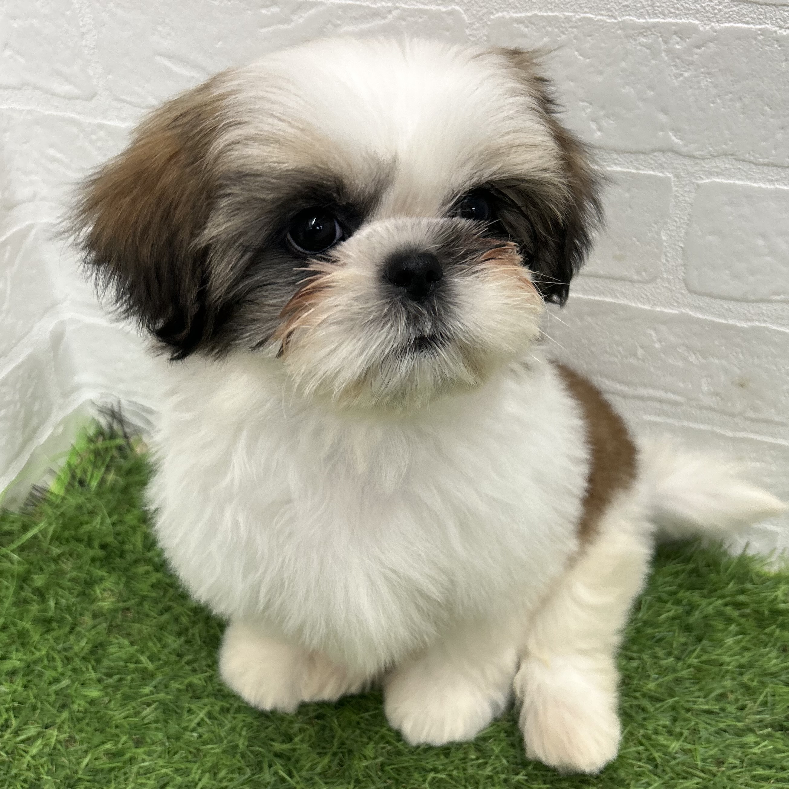 岐阜県のシーズー (ワンニャンハウス岐阜柳津店/2025年10月18日生まれ/女の子/ゴールドホワイト)の子犬の2枚目の画像