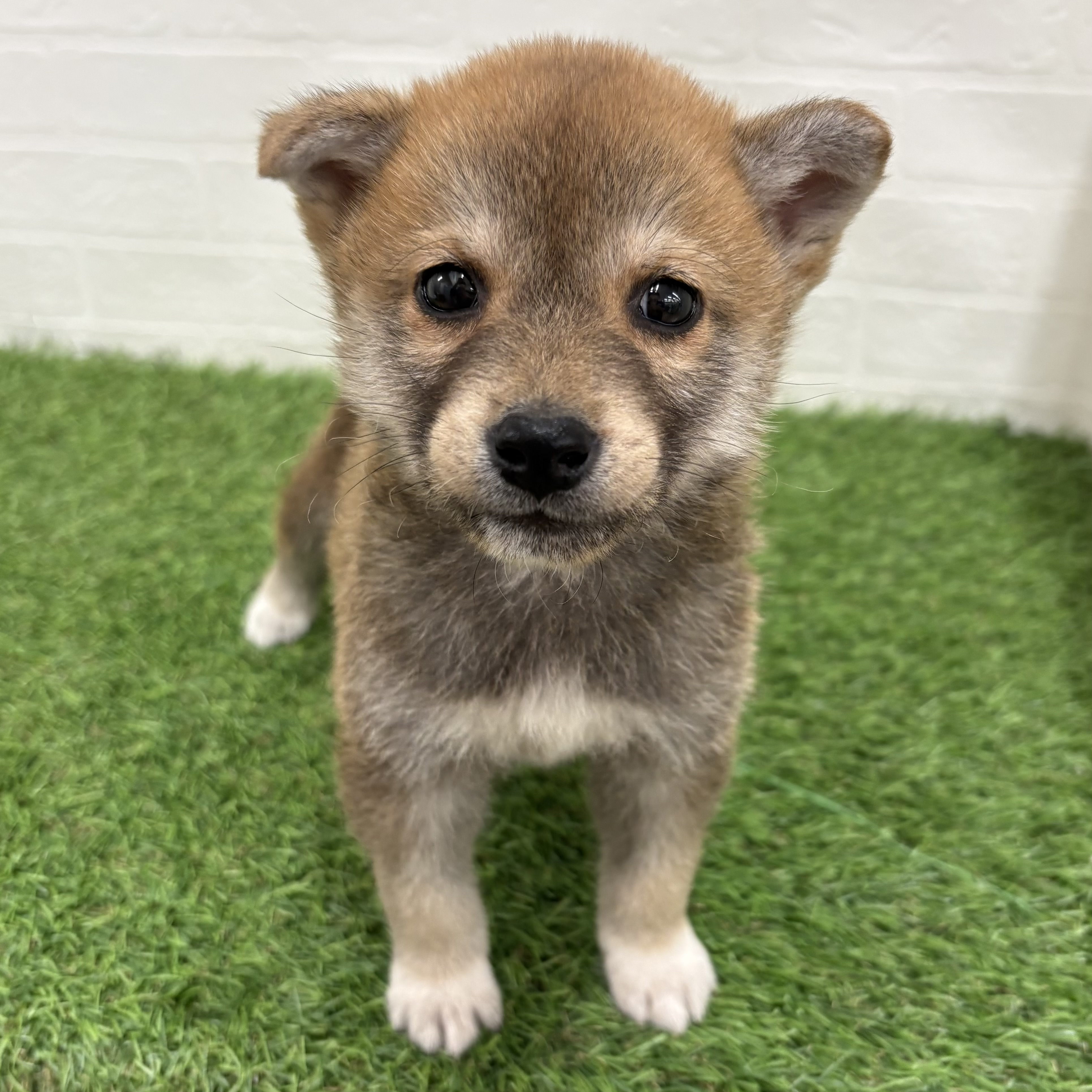 岐阜県の柴犬(標準サイズ) (ワンニャンハウス岐阜柳津店/2026年2月20日生まれ/男の子/赤)の子犬の1枚目の画像