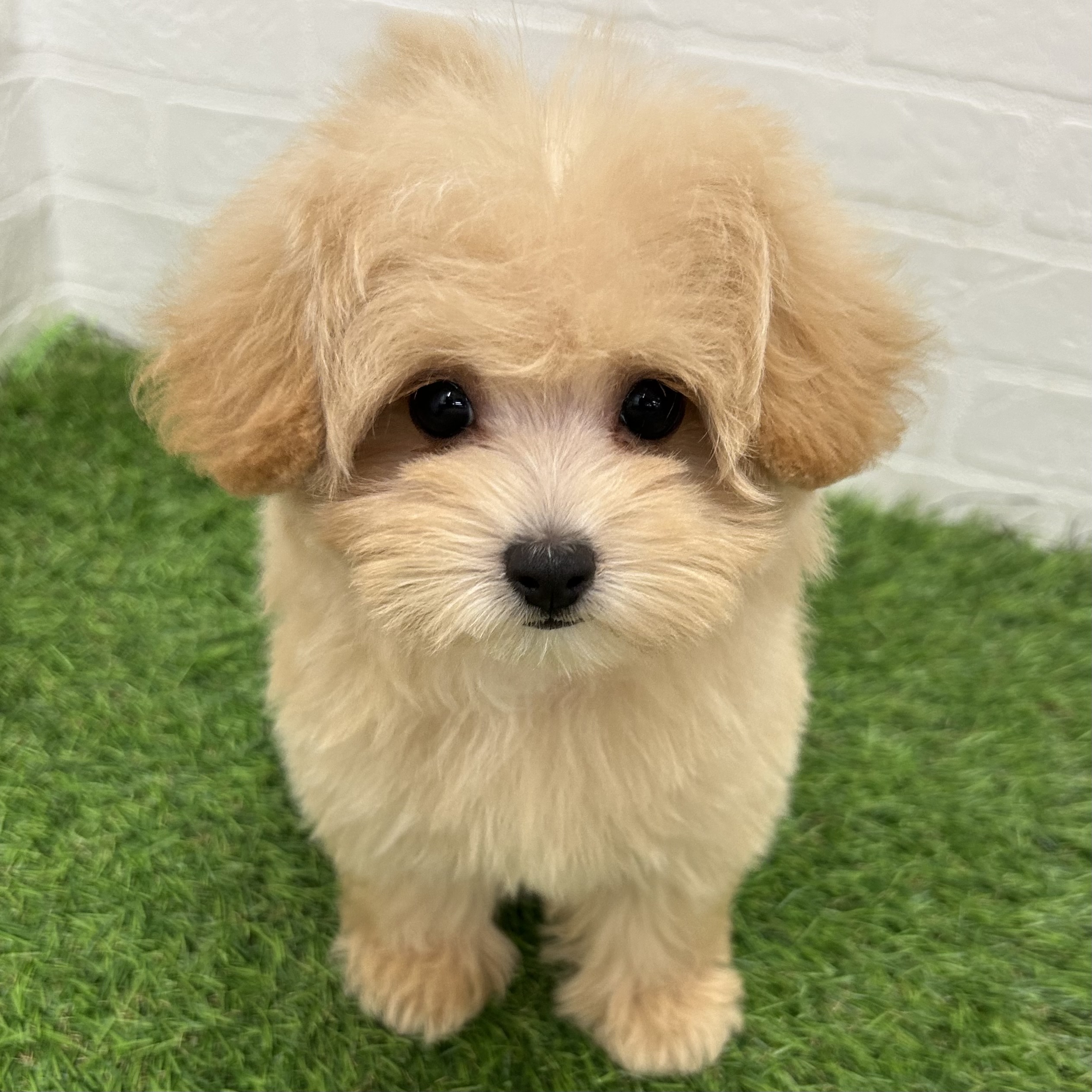 岐阜県のハーフ犬・ミックス犬 (ワンニャンハウス岐阜柳津店/2025年6月30日生まれ/女の子/アプリコット)の子犬の1枚目の画像