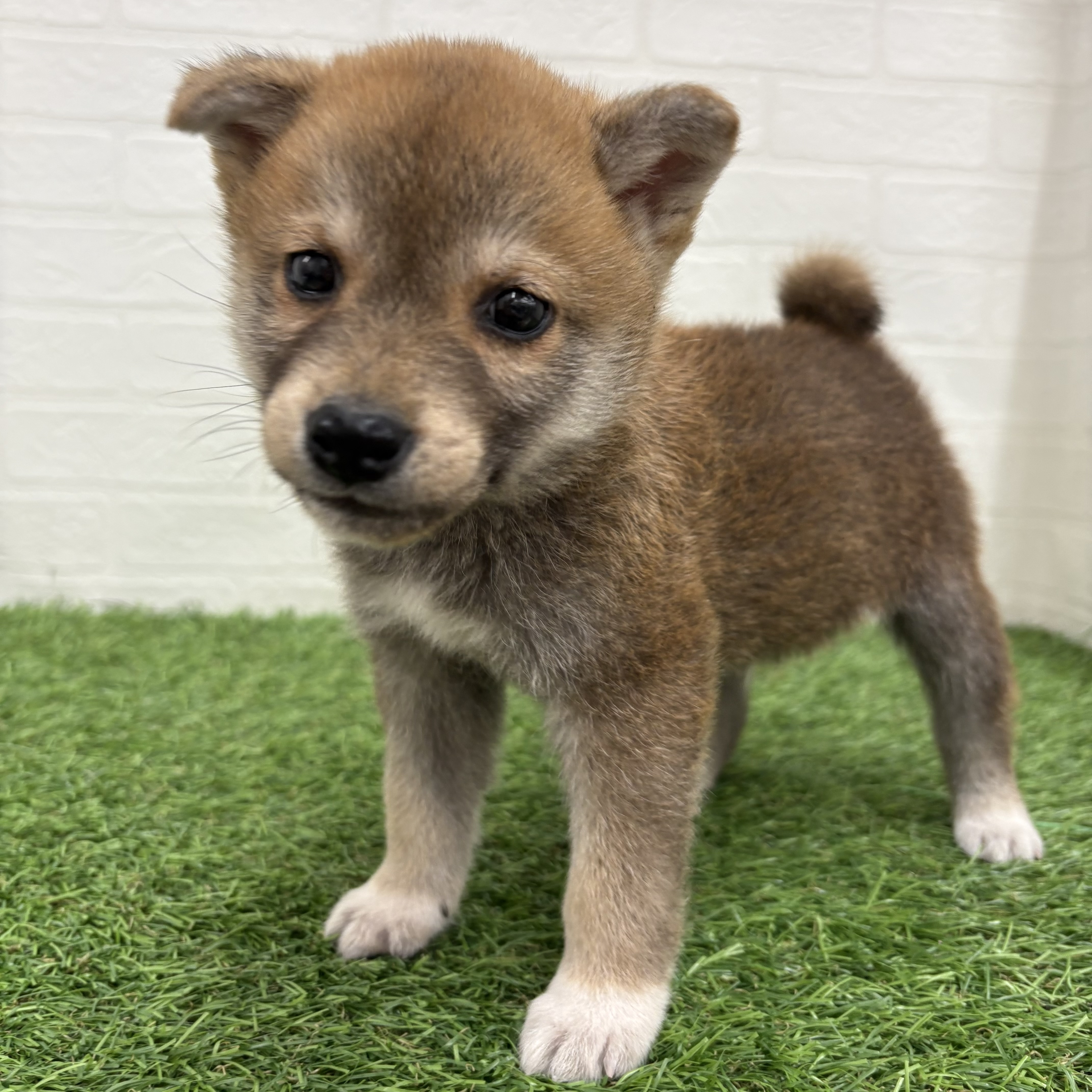 岐阜県の柴犬(標準サイズ) (ワンニャンハウス岐阜柳津店/2026年2月20日生まれ/男の子/赤)の子犬の3枚目の画像