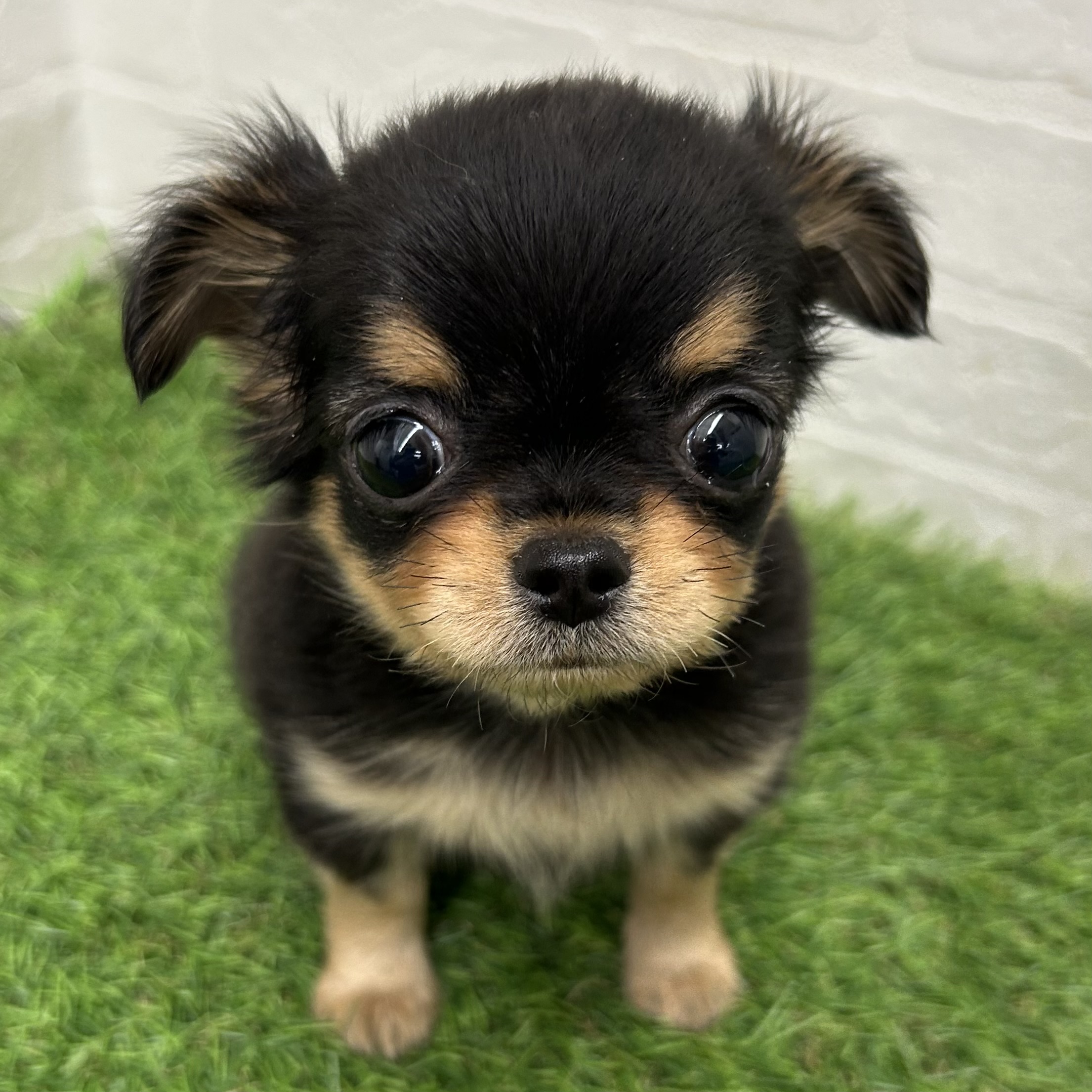 岐阜県のチワワ(ロング) (ワンニャンハウス岐阜柳津店/2025年10月12日生まれ/男の子/ブラックタン)の子犬の1枚目の画像