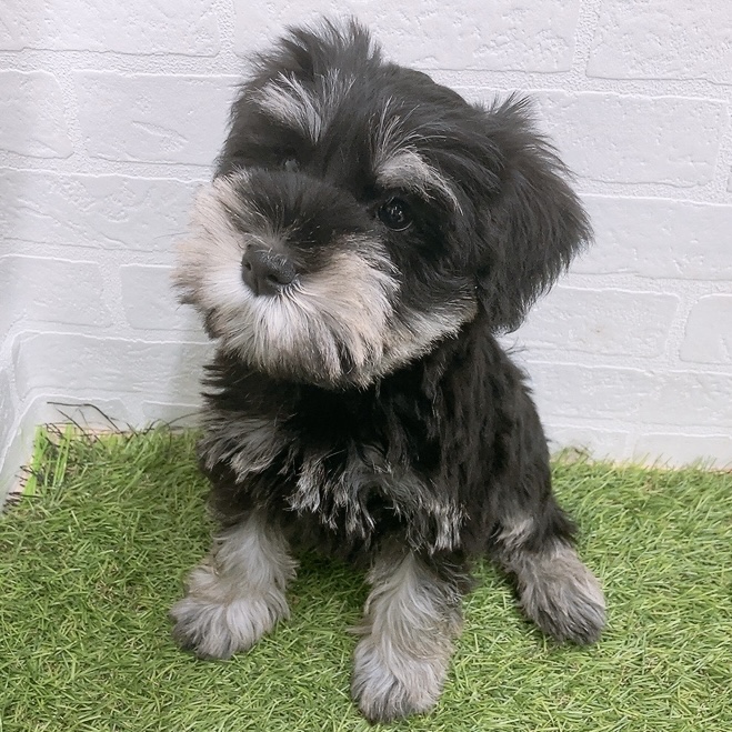 岐阜県のミニチュアシュナウザー (ワンニャンハウス岐阜柳津店/2025年12月1日生まれ/男の子/ブラックシルバー)の子犬の2枚目の画像