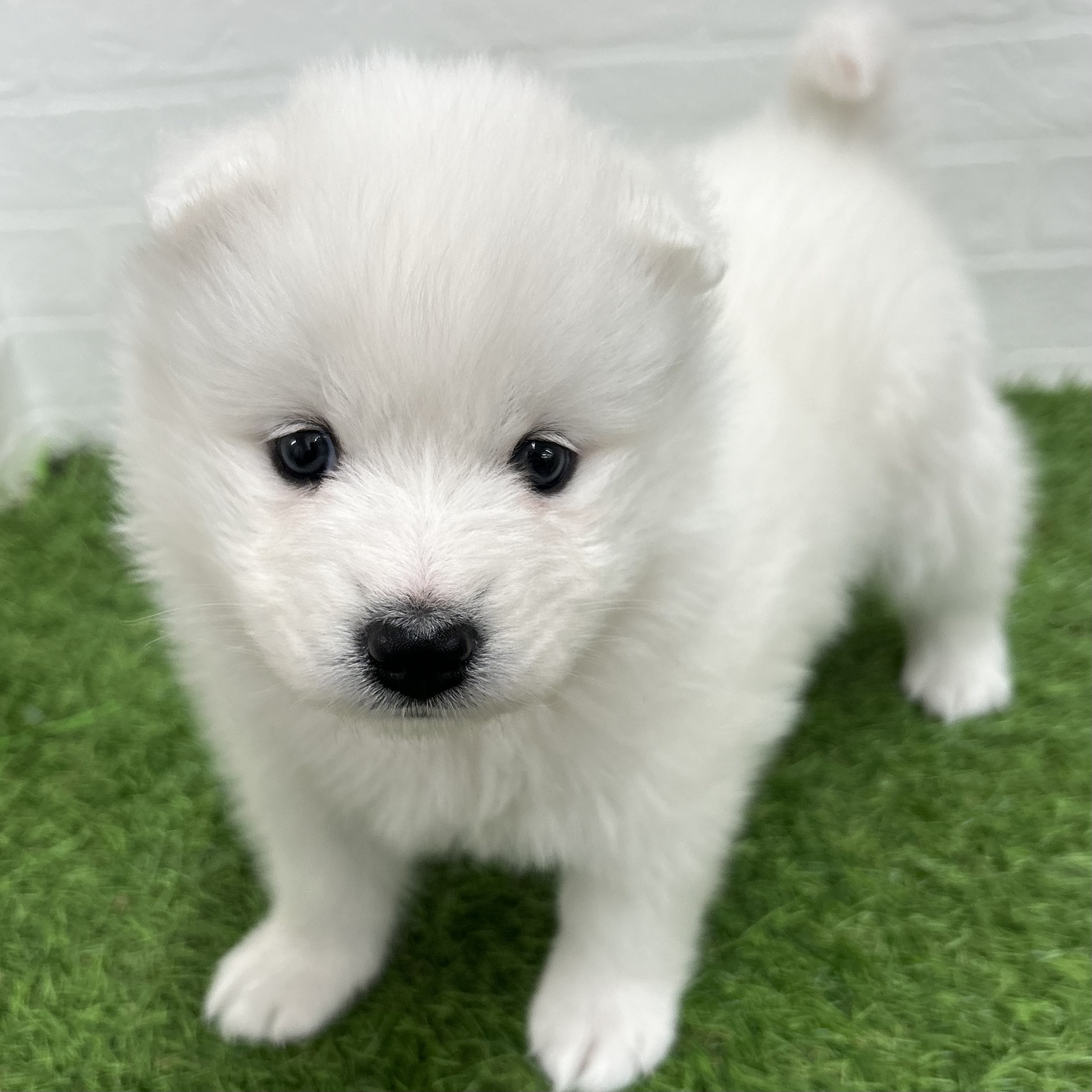 岐阜県のサモエド (ワンニャンハウス岐阜柳津店/2026年2月23日生まれ/女の子/ホワイト)の子犬の4枚目の画像