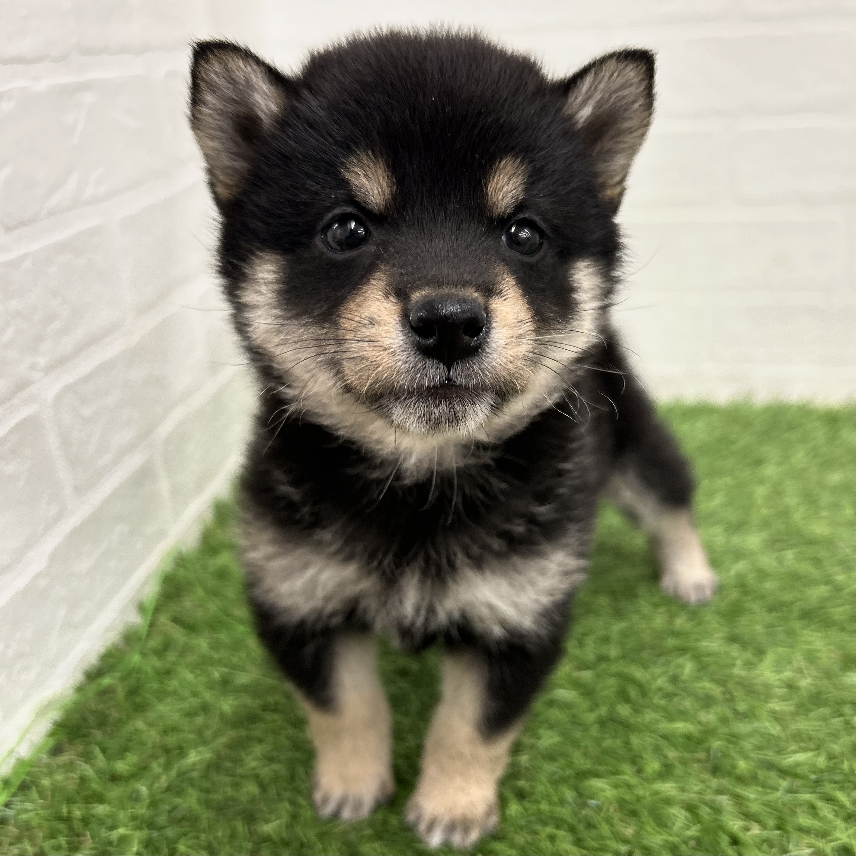 岐阜県の豆柴 (ワンニャンハウス岐阜柳津店/2025年10月20日生まれ/女の子/黒)の子犬の2枚目の画像