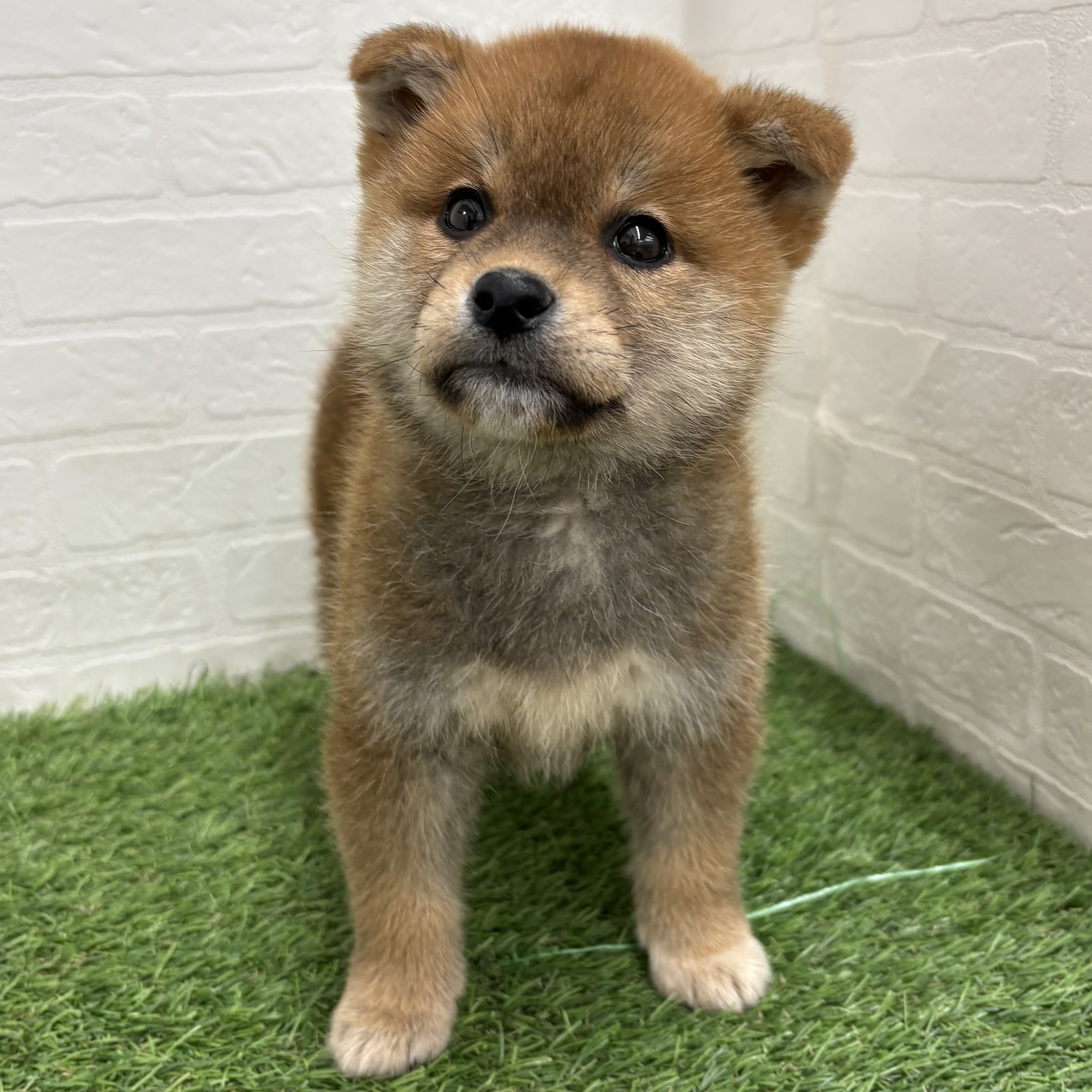 岐阜県の柴犬(標準サイズ) (ワンニャンハウス岐阜柳津店/2026年1月29日生まれ/男の子/赤)の子犬の2枚目の画像