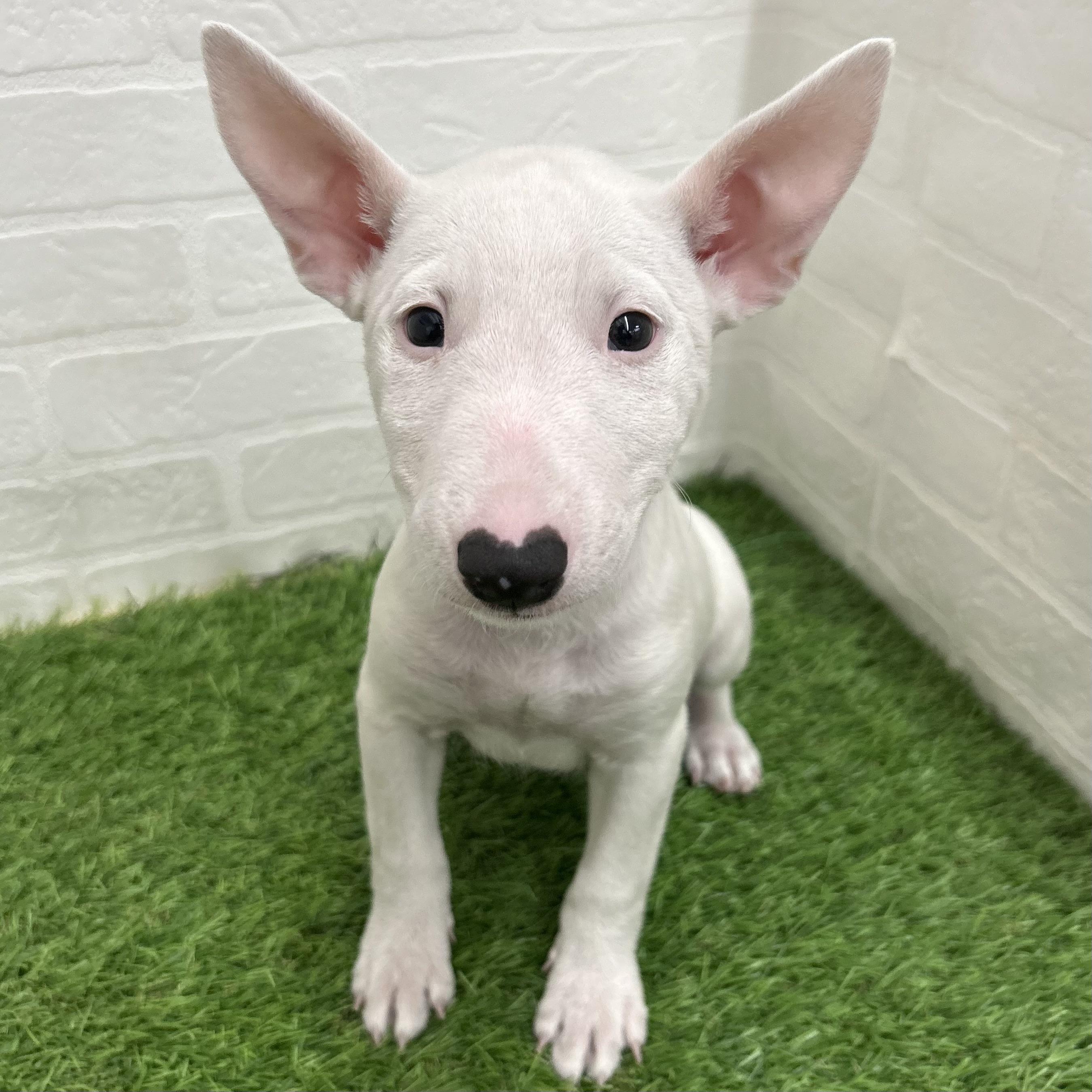 岐阜県のミニチュアブルテリア (ワンニャンハウス岐阜柳津店/2025年8月26日生まれ/女の子/ホワイト)の子犬の1枚目の画像