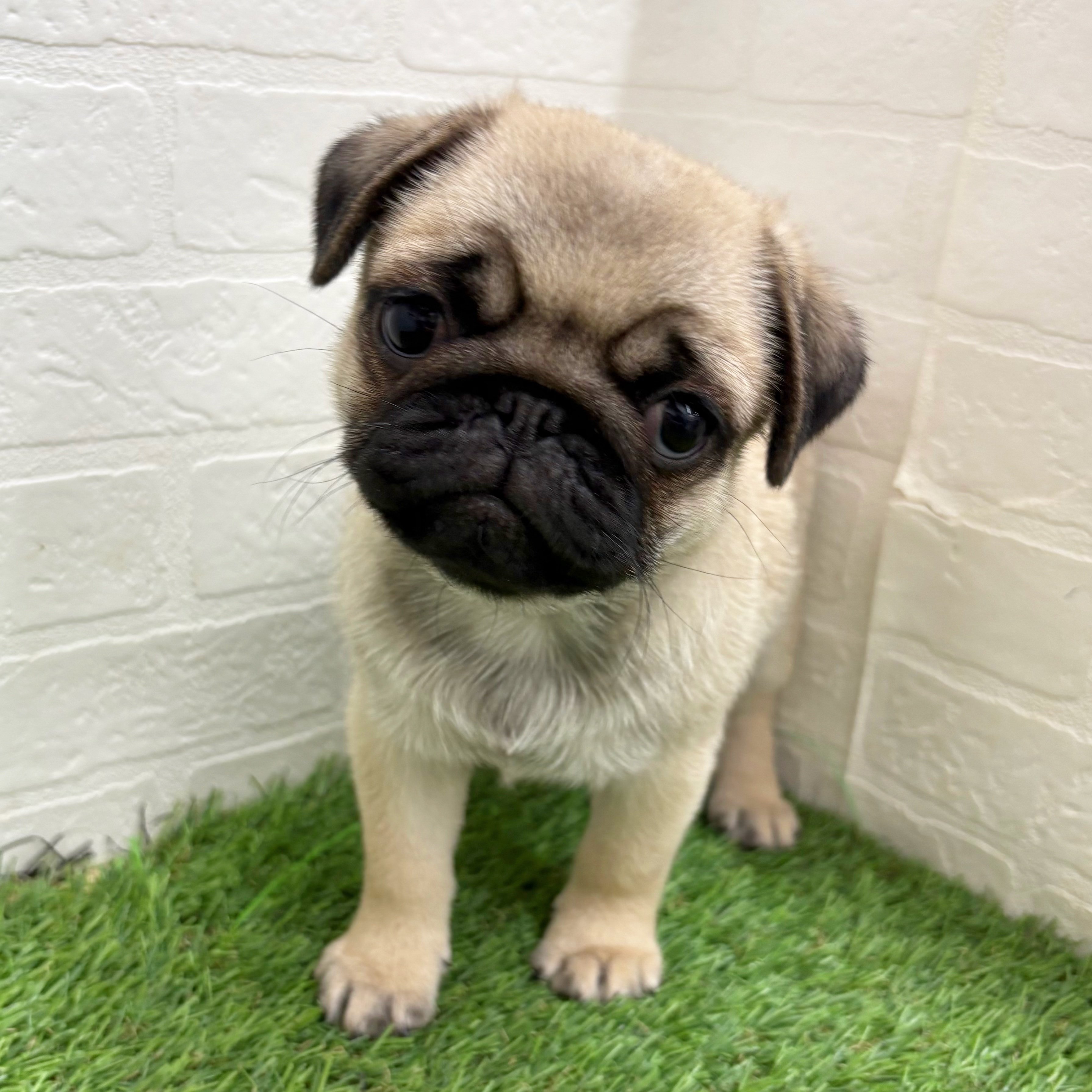 岐阜県のパグ (ワンニャンハウス岐阜柳津店/2026年1月15日生まれ/女の子/フォーン)の子犬の1枚目の画像