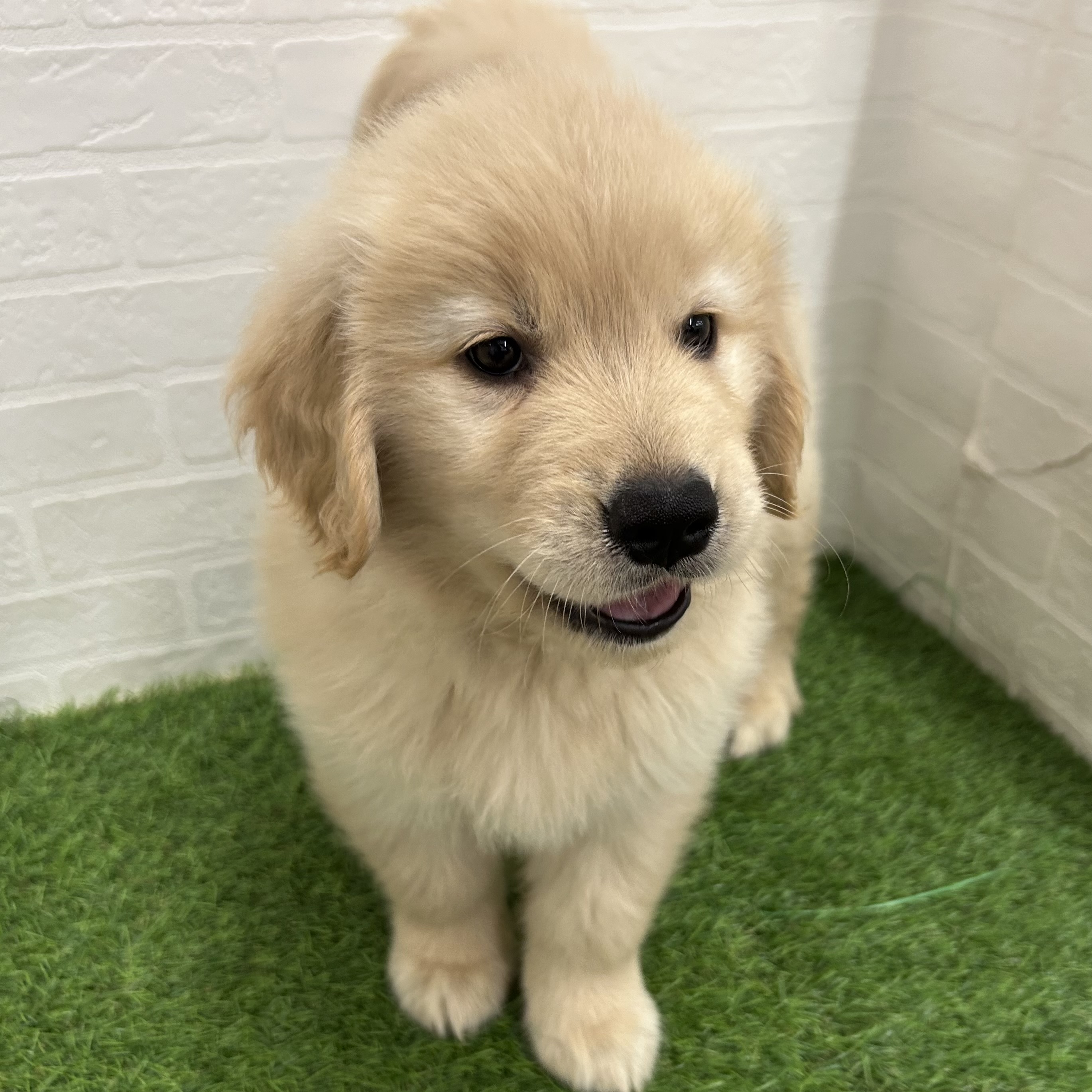 岐阜県のゴールデンレトリバー (ワンニャンハウス岐阜柳津店/2026年2月22日生まれ/女の子/ゴールデン)の子犬の4枚目の画像