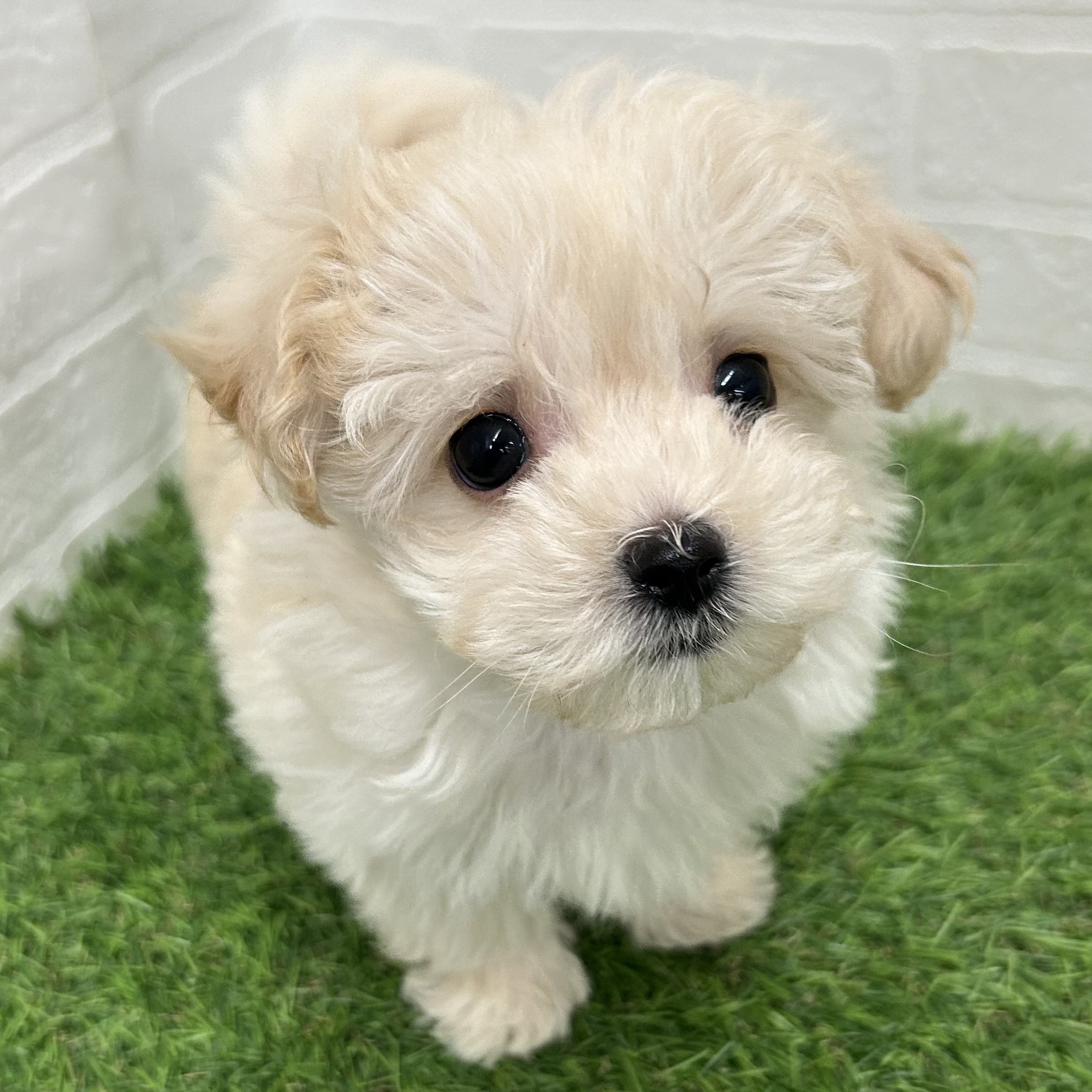 岐阜県のマルプー(マルチーズ×プードル) (ワンニャンハウス岐阜柳津店/2025年10月28日生まれ/男の子/クリーム)の子犬の2枚目の画像