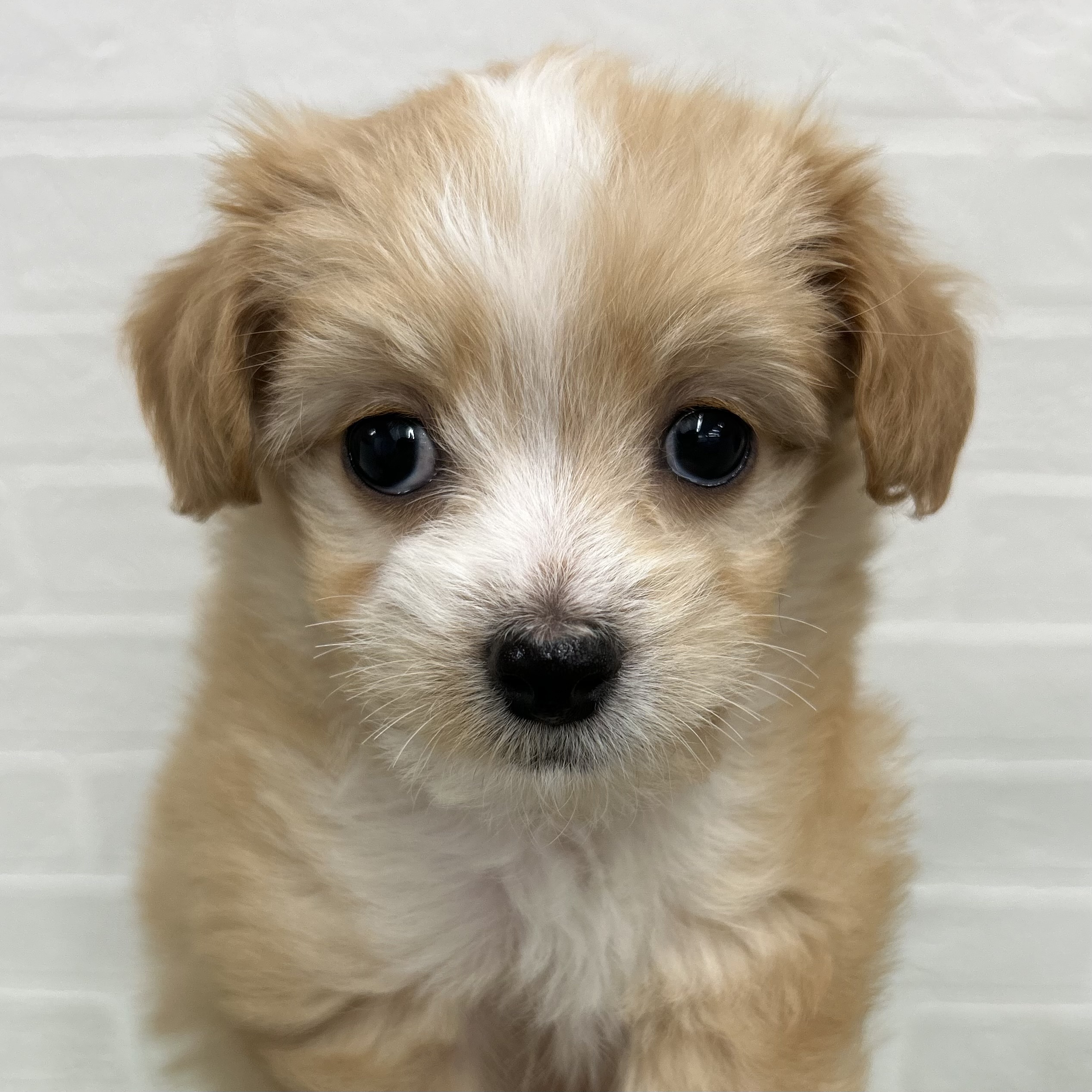 岐阜県のチワプー/プーチー(チワワ×プードル) (ワンニャンハウス岐阜柳津店/2025年10月26日生まれ/男の子/クリームホワイト)の子犬