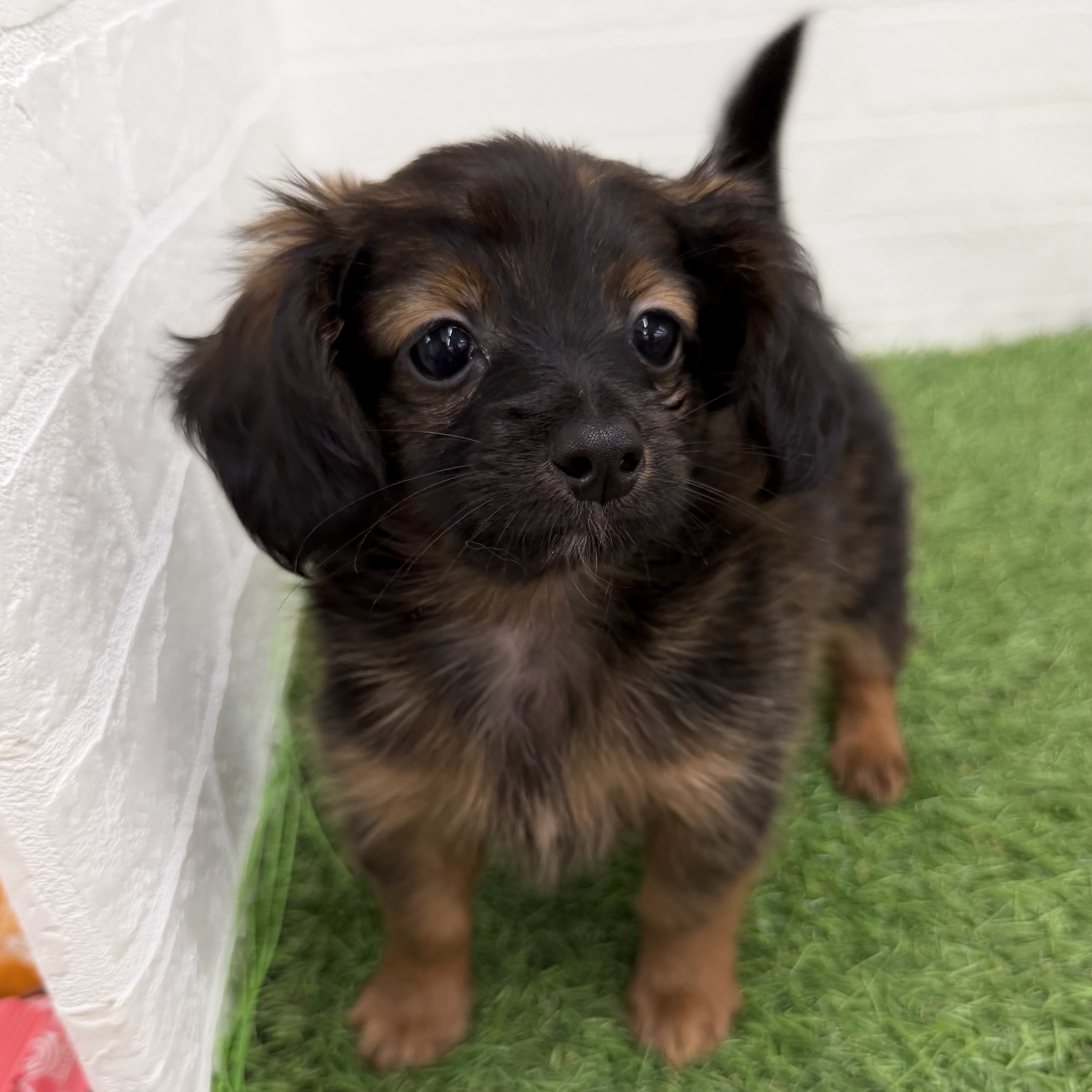 岐阜県のハーフ犬・ミックス犬 (ワンニャンハウス岐阜柳津店/2026年4月15日生まれ/男の子/レッド)の子犬の2枚目の画像