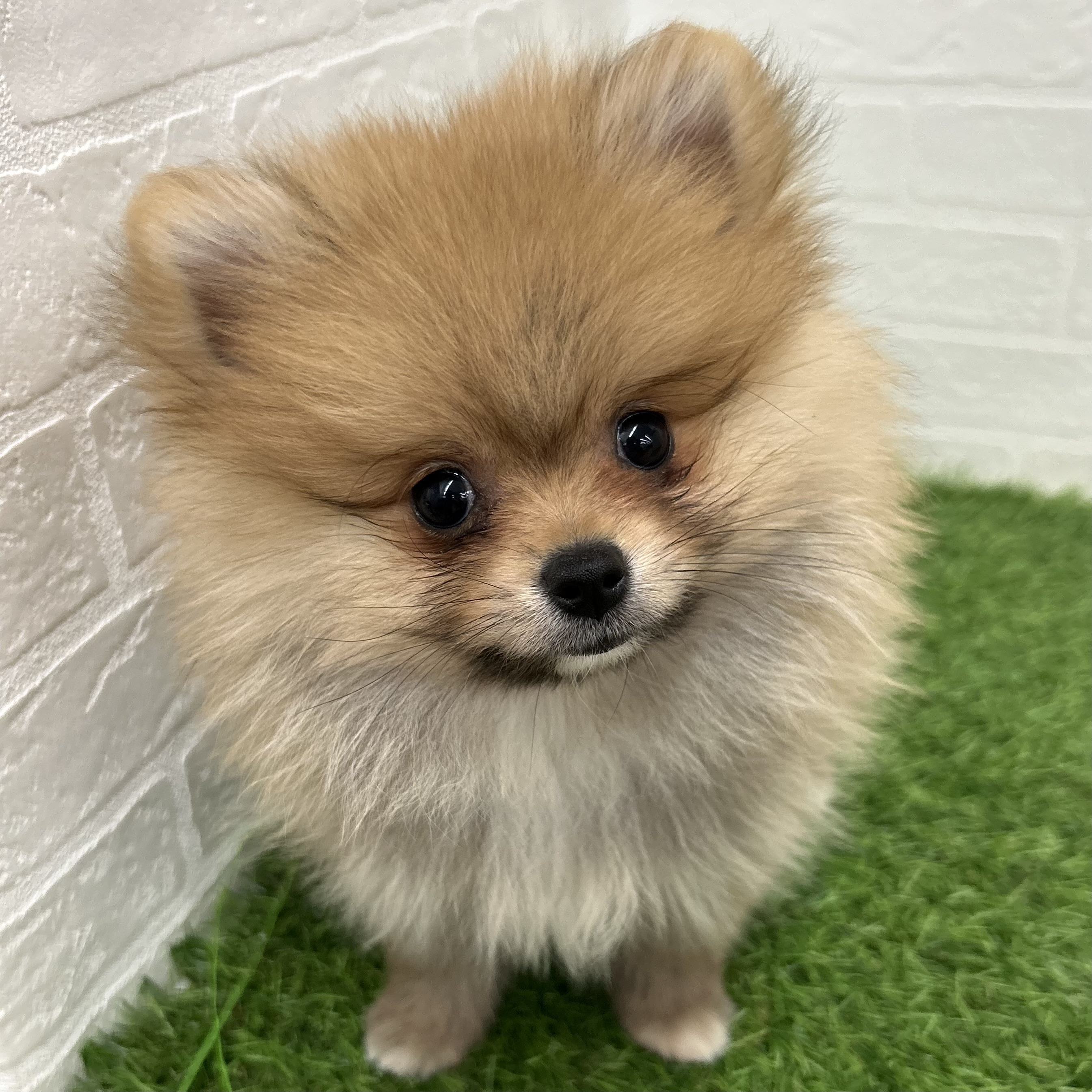 岐阜県のポメラニアン (ワンニャンハウス岐阜柳津店/2025年9月12日生まれ/女の子/オレンジ)の子犬の1枚目の画像