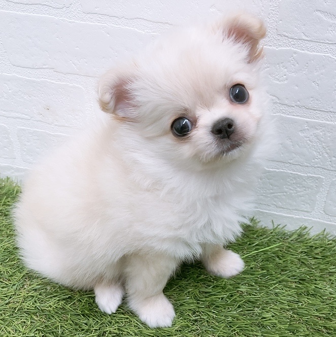 岐阜県のチワワ(ロング) (ワンニャンハウス岐阜柳津店/2025年11月17日生まれ/男の子/クリーム)の子犬の2枚目の画像