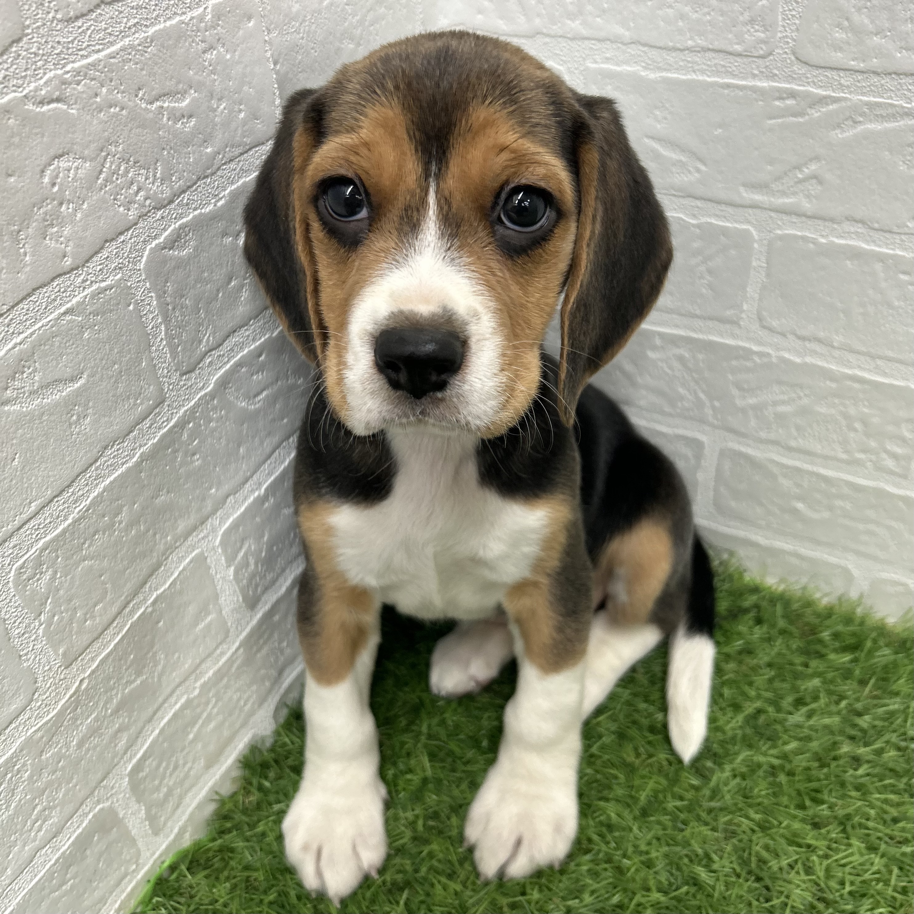 岐阜県のビーグル (ワンニャンハウス岐阜柳津店/2025年10月4日生まれ/女の子/ブラックタンホワイト)の子犬の2枚目の画像