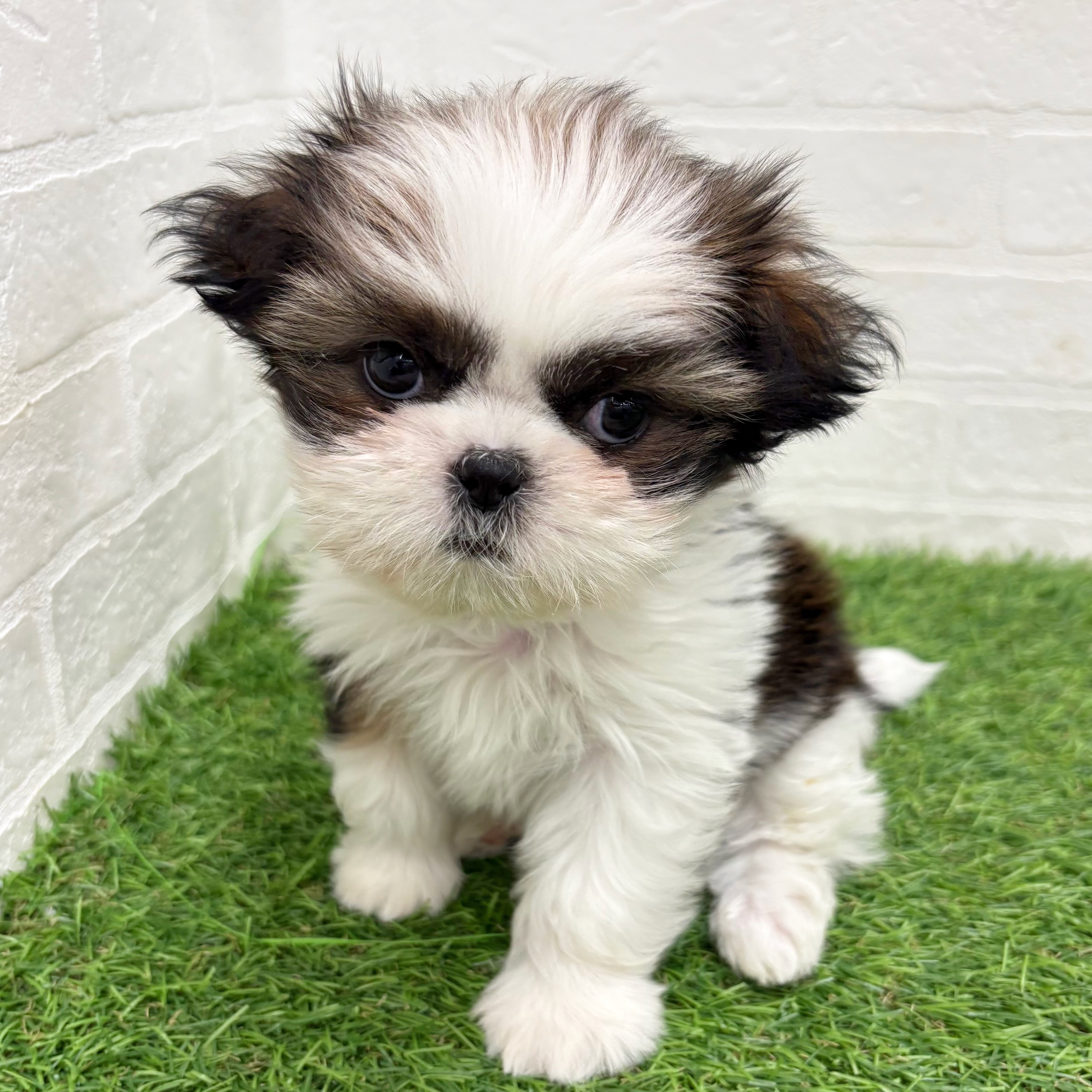 岐阜県のシーズー (ワンニャンハウス岐阜柳津店/2026年1月18日生まれ/女の子/ゴールドホワイト)の子犬の3枚目の画像