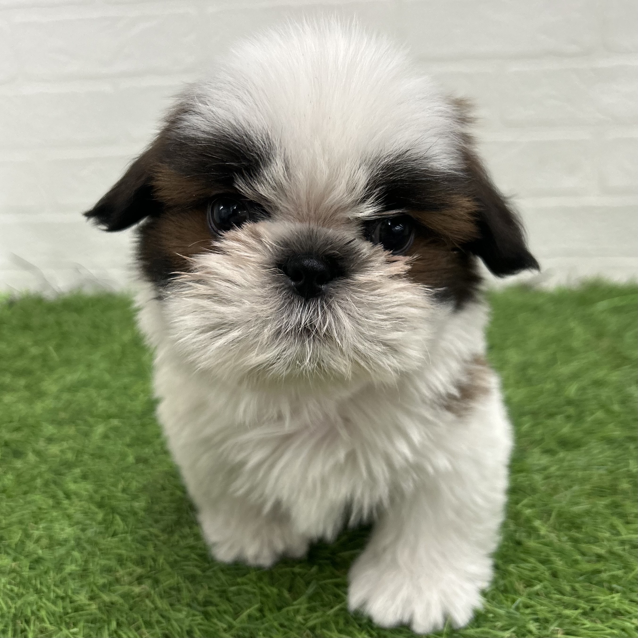 岐阜県のシーズー (ワンニャンハウス岐阜柳津店/2025年11月22日生まれ/男の子/ホワイトゴールド)の子犬の1枚目の画像