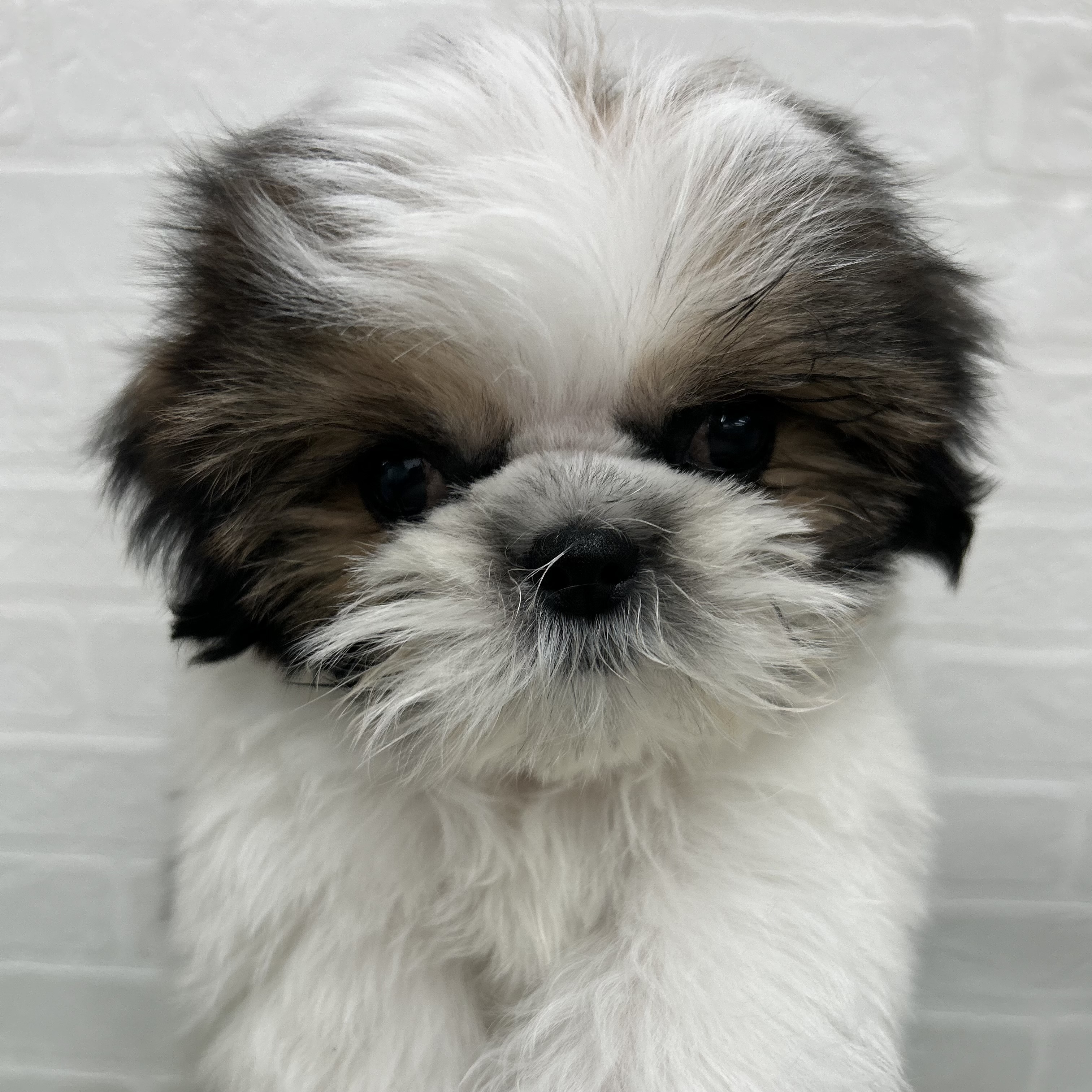 岐阜県のシーズー (ワンニャンハウス岐阜柳津店/2025年10月25日生まれ/女の子/ホワイトゴールド)の子犬