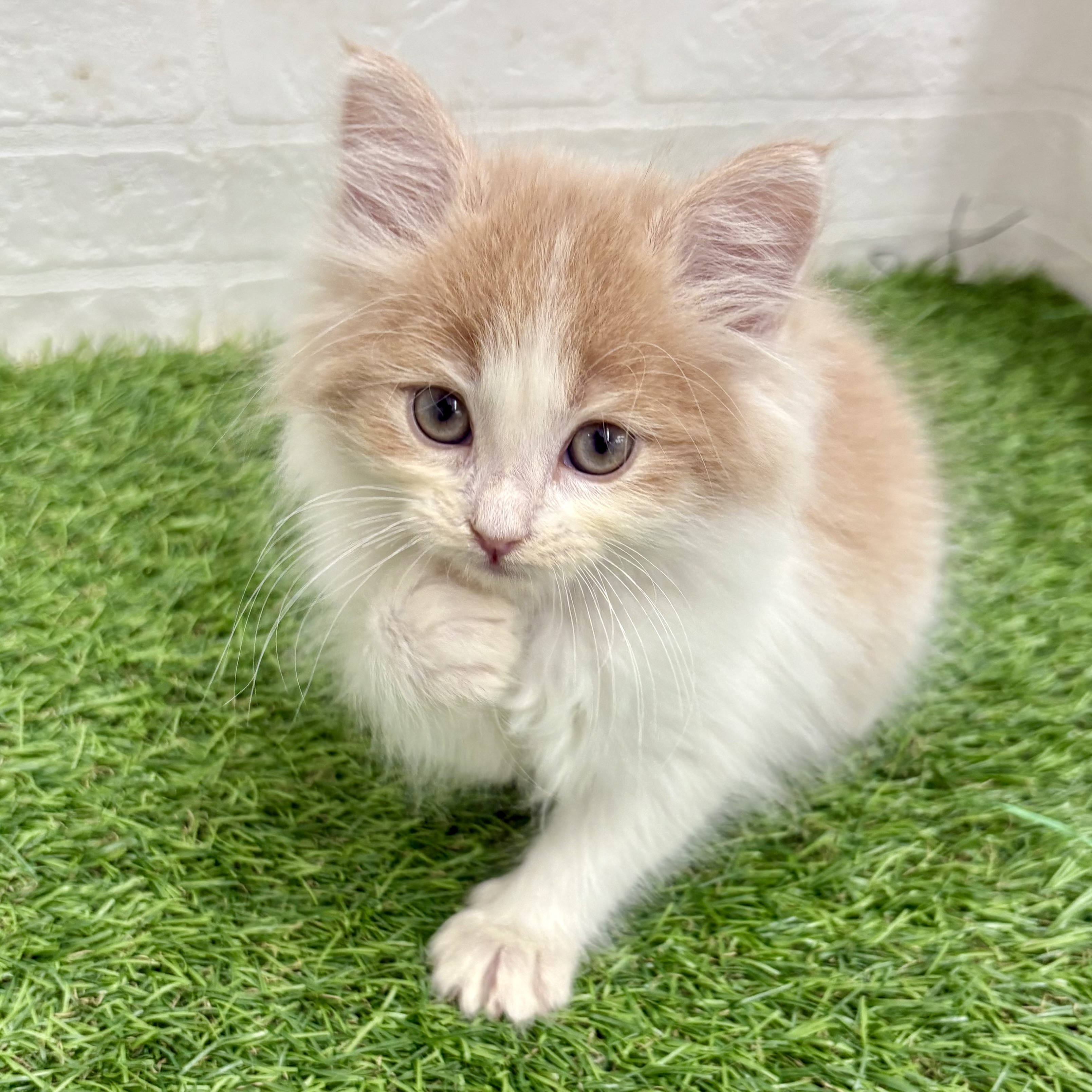 岐阜県のノルウェージャンフォレストキャット (ワンニャンハウス岐阜柳津店/2025年10月28日生まれ/男の子/クリームタビーホワイト)の子猫の2枚目の画像