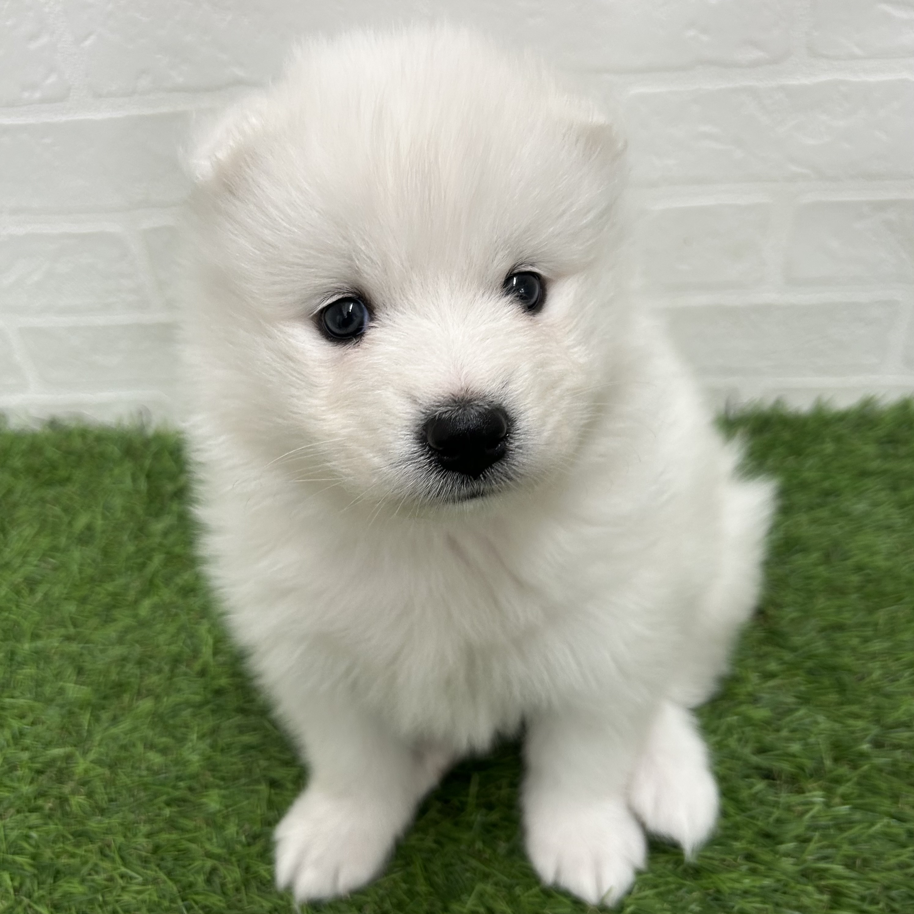 岐阜県のサモエド (ワンニャンハウス岐阜柳津店/2026年2月23日生まれ/女の子/ホワイト)の子犬の3枚目の画像