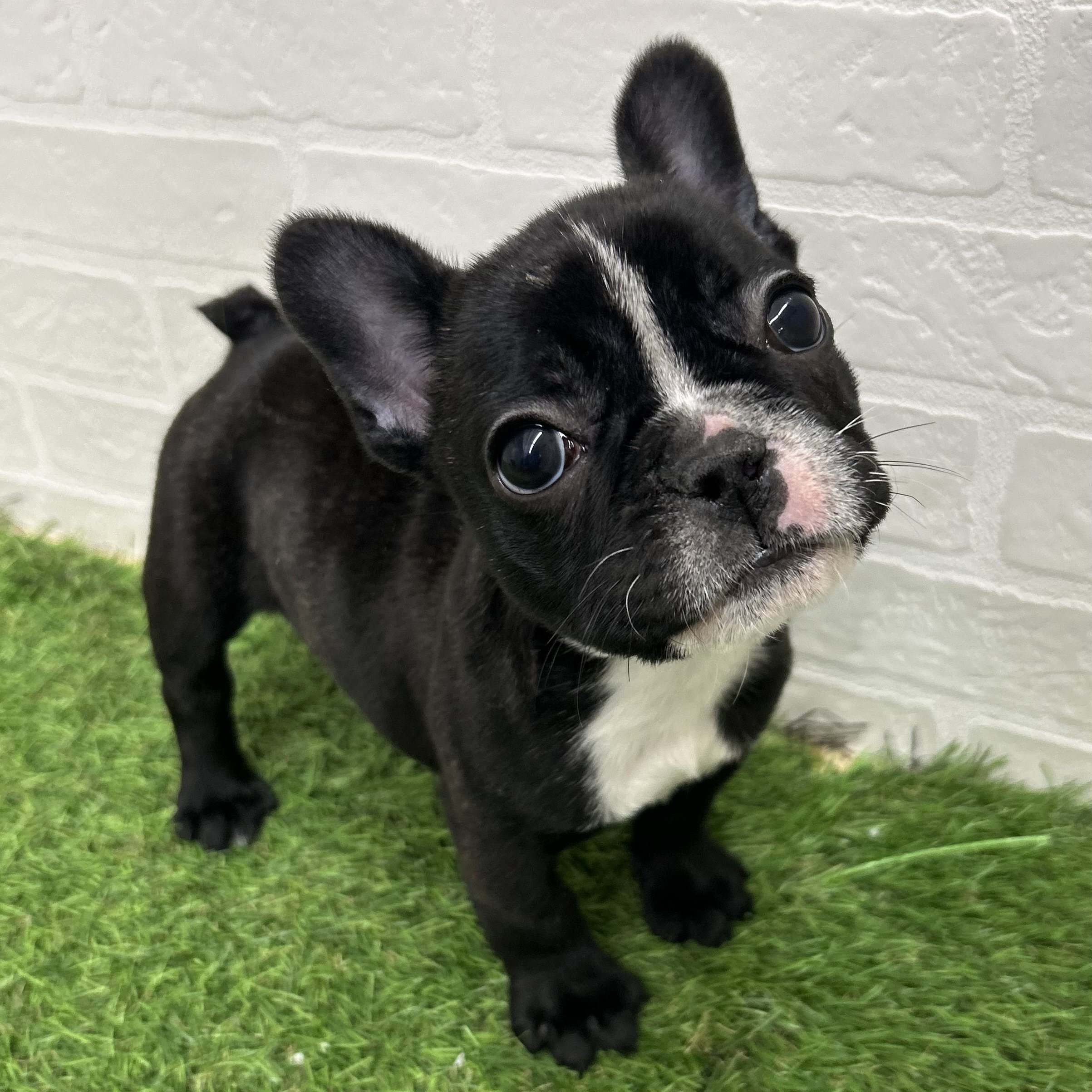 岐阜県のフレンチブルドッグ (ワンニャンハウス岐阜柳津店/2025年11月22日生まれ/女の子/ブリンドル)の子犬の2枚目の画像