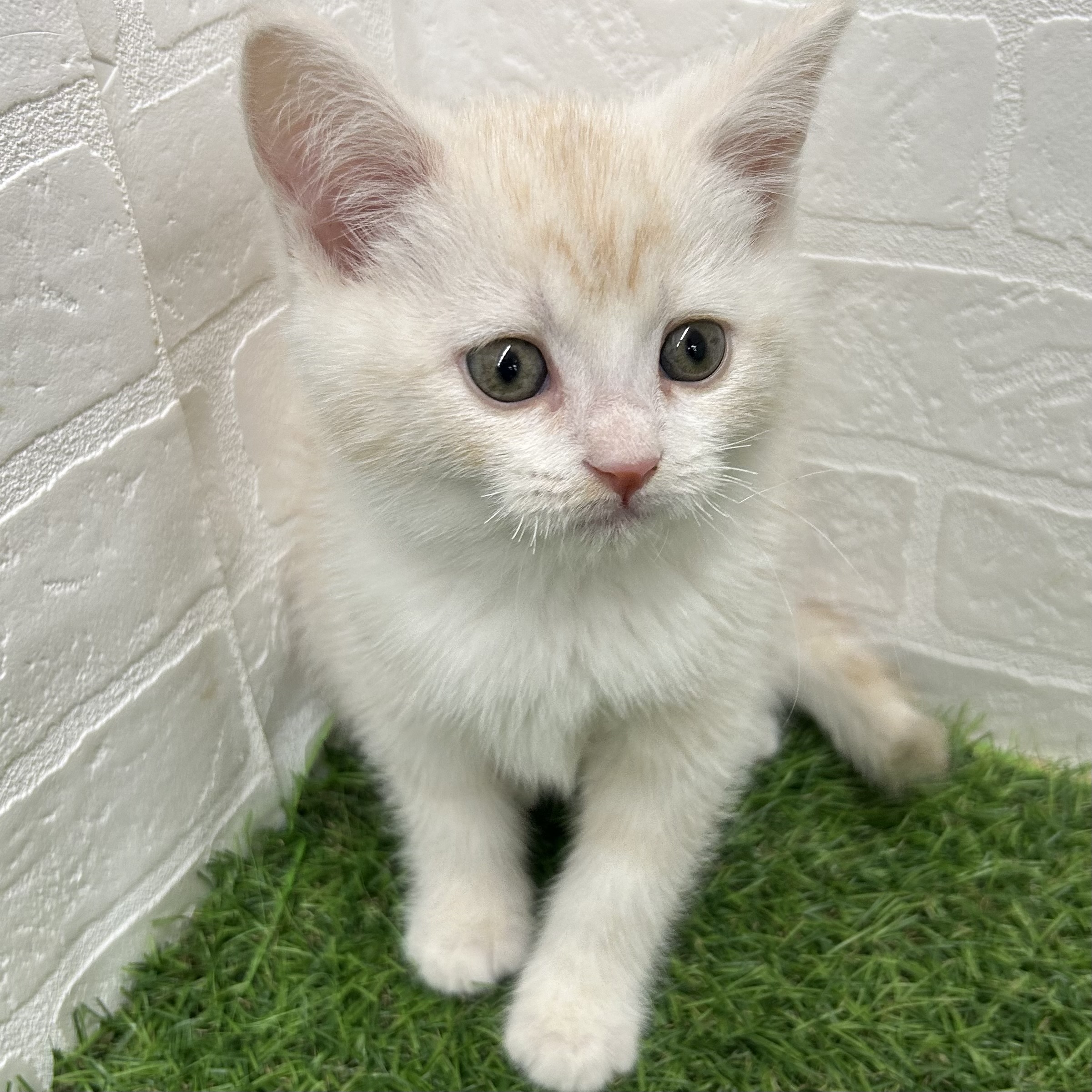 岐阜県のスコティッシュフォールド (ワンニャンハウス岐阜柳津店/2025年10月16日生まれ/男の子/レッドタビーホワイト)の子猫の2枚目の画像
