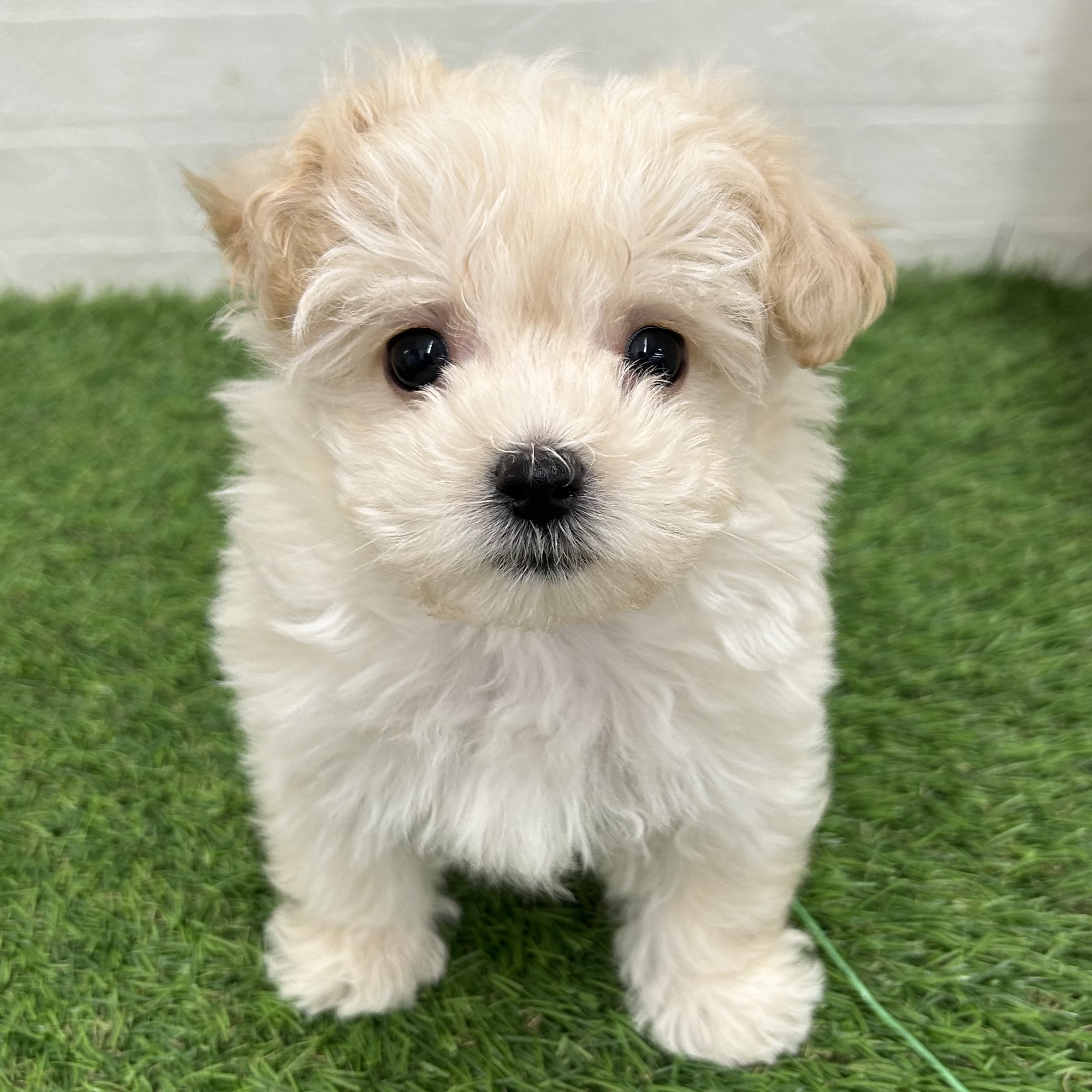 岐阜県のマルプー(マルチーズ×プードル) (ワンニャンハウス岐阜柳津店/2025年10月28日生まれ/男の子/クリーム)の子犬の1枚目の画像