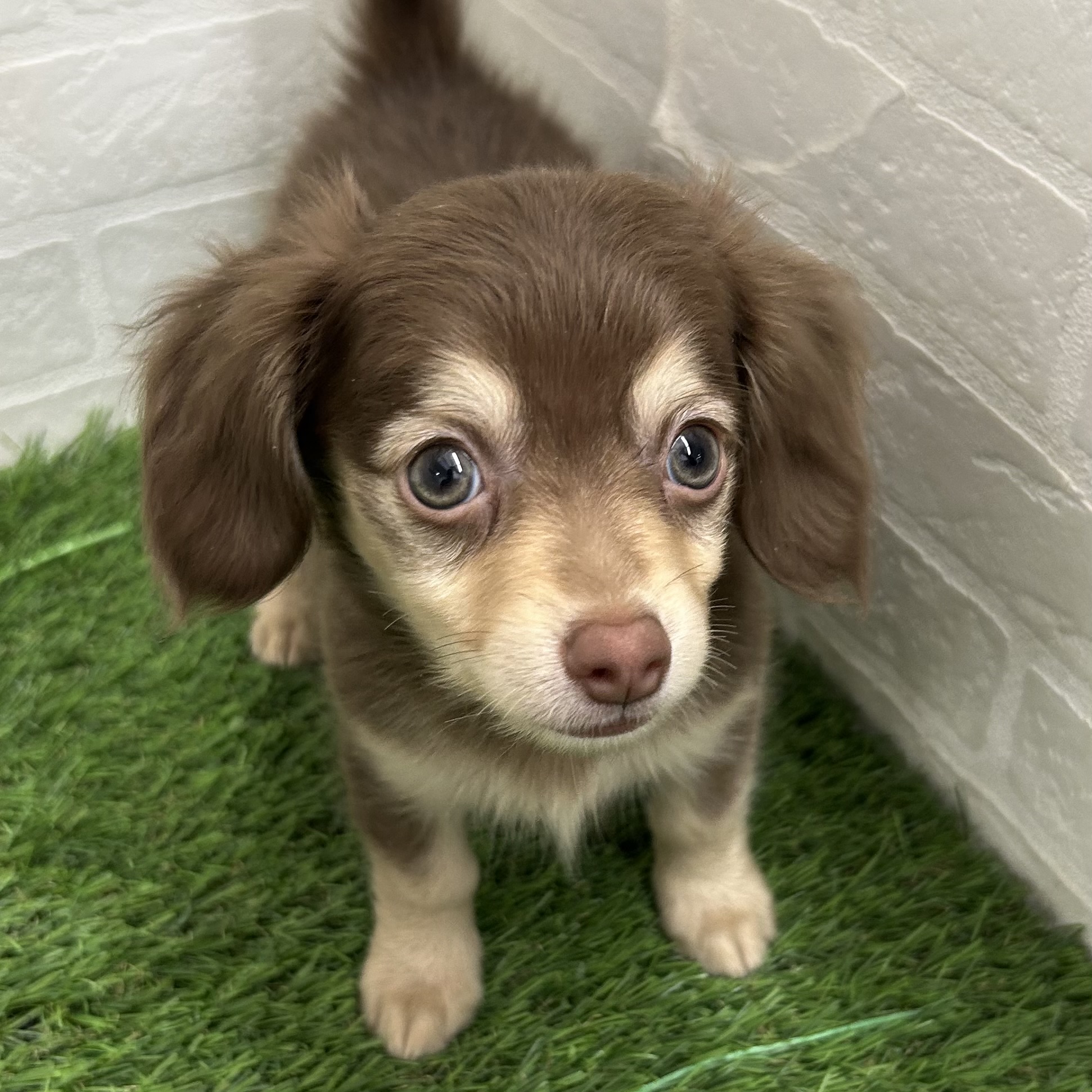 岐阜県のチワックス(チワワ×ダックス) (ワンニャンハウス岐阜柳津店/2026年1月18日生まれ/男の子/チョコレートクリーム)の子犬の2枚目の画像