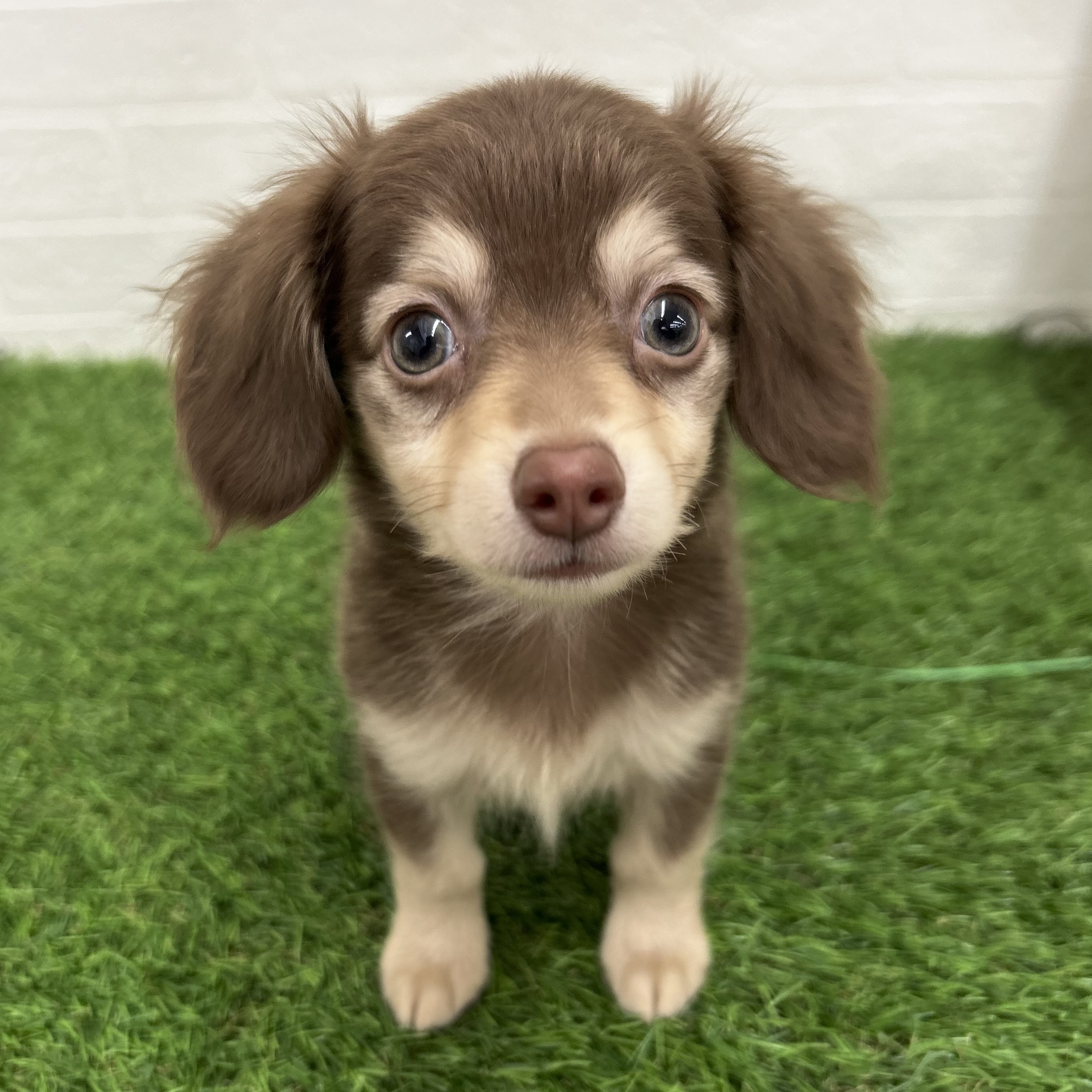 岐阜県のチワックス(チワワ×ダックス) (ワンニャンハウス岐阜柳津店/2026年1月18日生まれ/男の子/チョコレートクリーム)の子犬の1枚目の画像