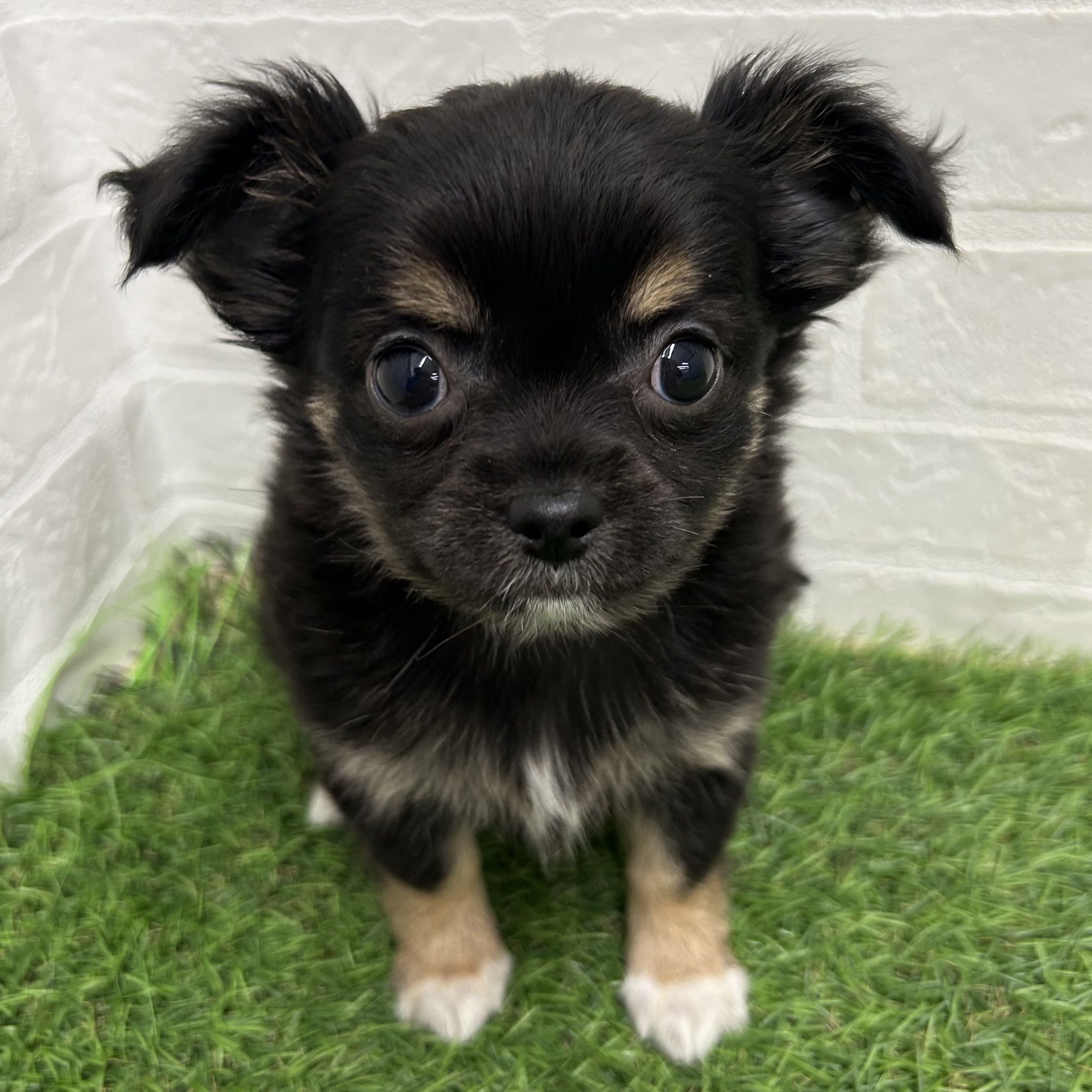 岐阜県のチワワ(ロング) (ワンニャンハウス岐阜柳津店/2025年10月26日生まれ/女の子/ブラッククリームホワイト)の子犬の1枚目の画像