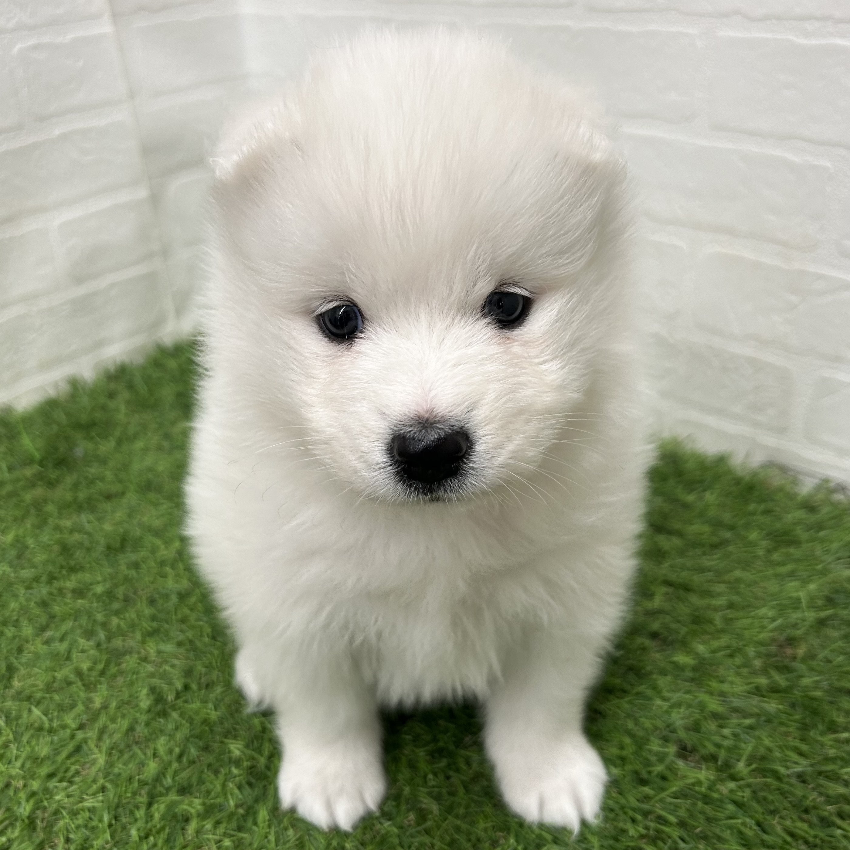 岐阜県のサモエド (ワンニャンハウス岐阜柳津店/2026年2月23日生まれ/女の子/ホワイト)の子犬の1枚目の画像