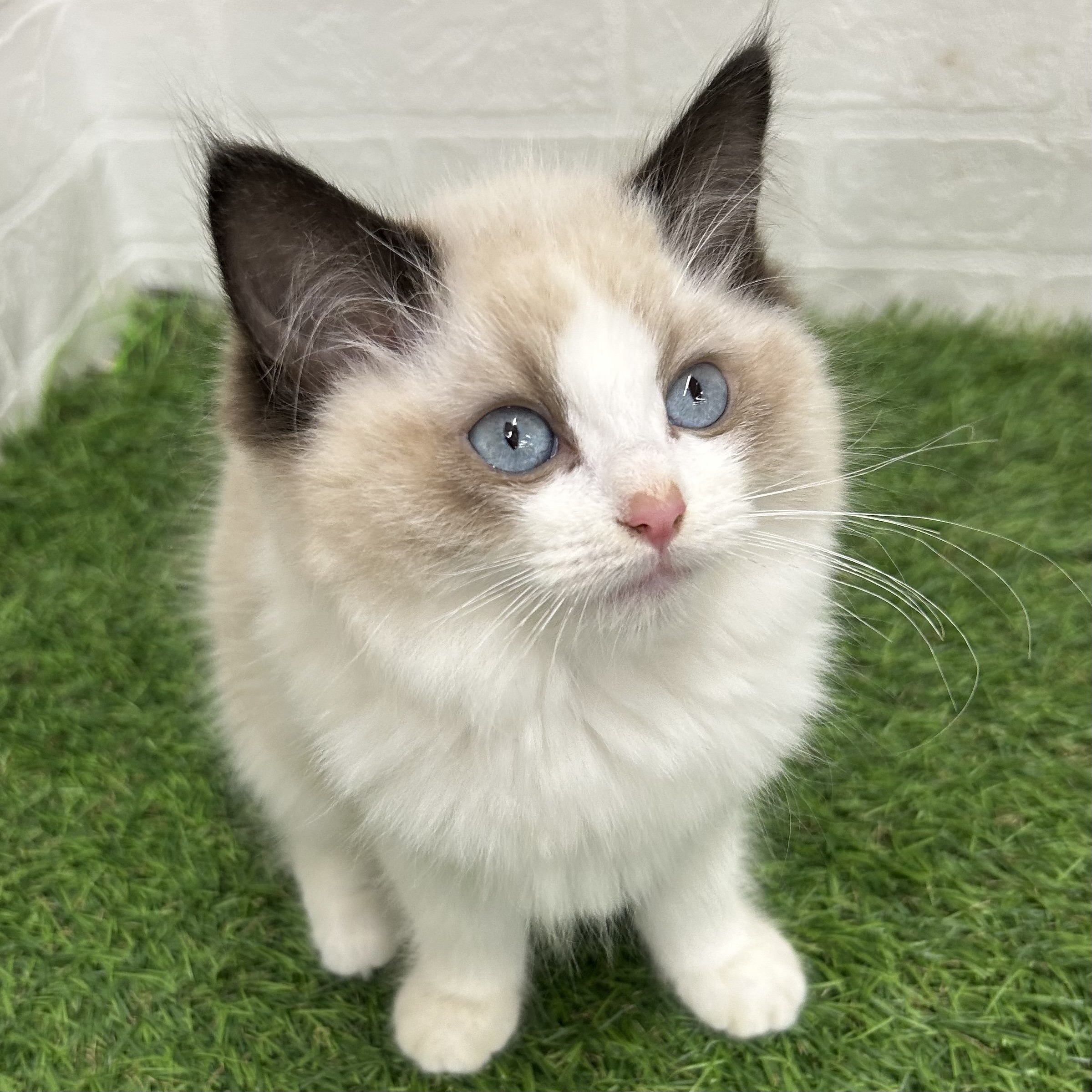 岐阜県のラグドール (ワンニャンハウス岐阜柳津店/2025年10月17日生まれ/女の子/シールポイントバイカラー)の子猫の2枚目の画像