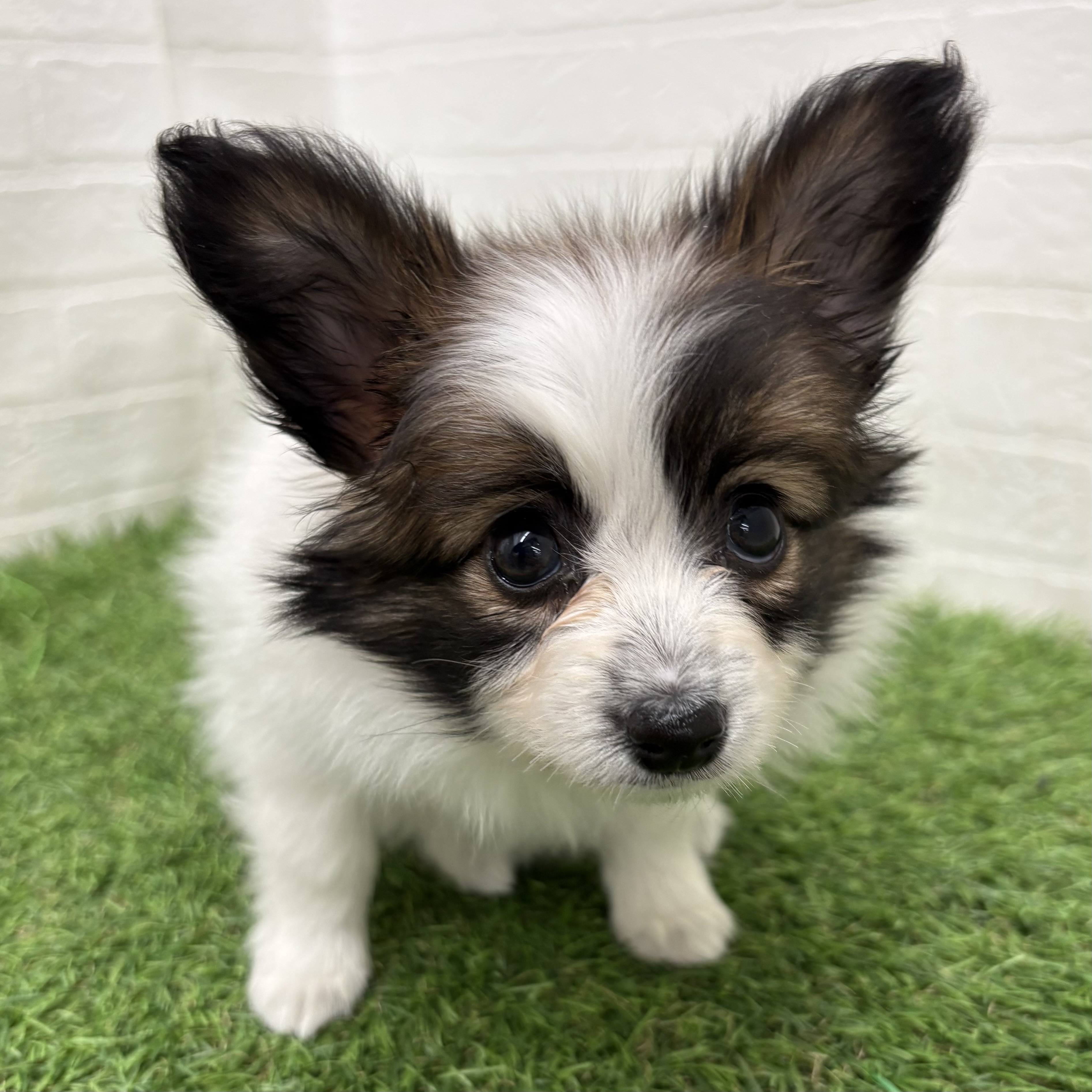 岐阜県のパピヨン (ワンニャンハウス岐阜柳津店/2026年1月27日生まれ/女の子/ホワイトブラウン)の子犬の2枚目の画像