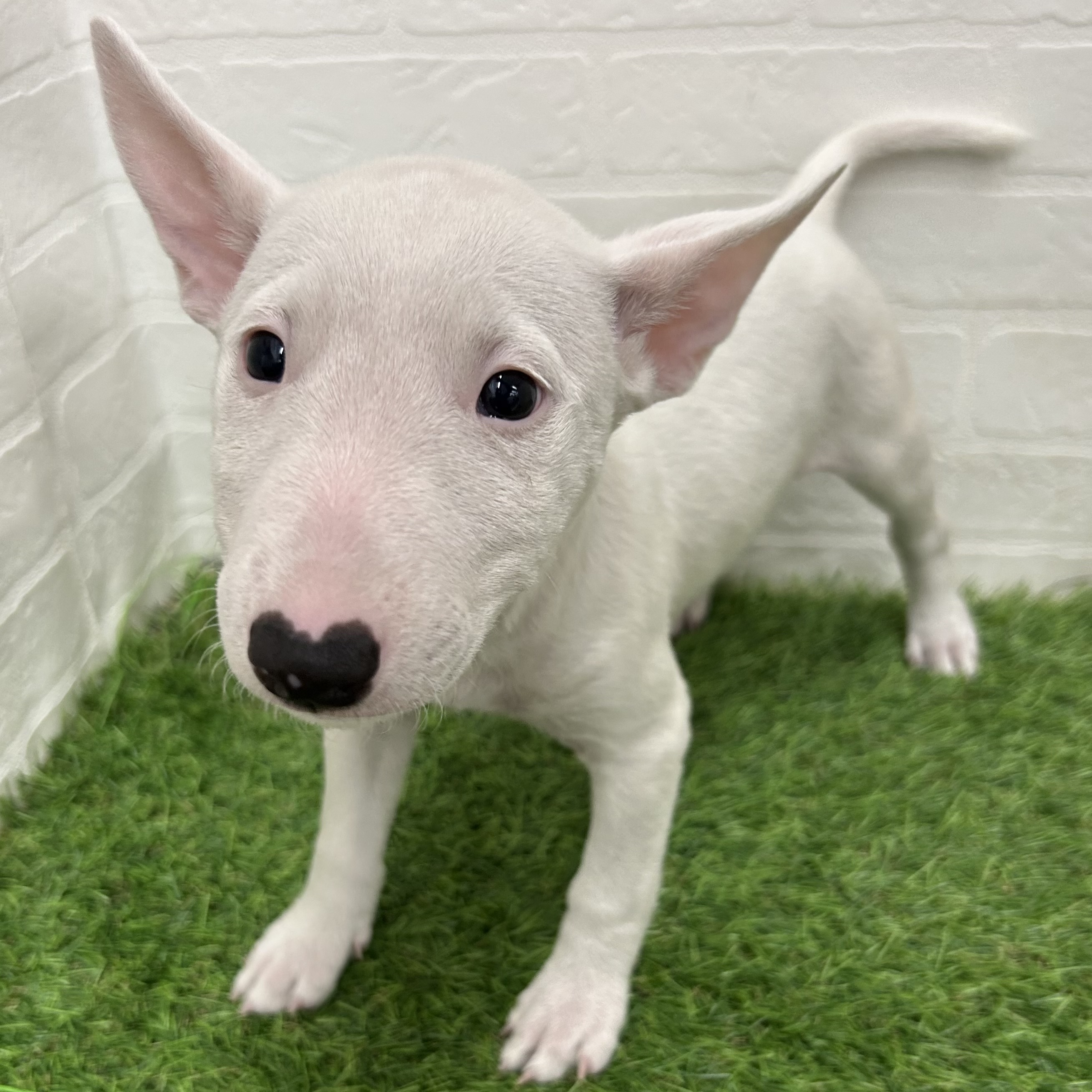 岐阜県のミニチュアブルテリア (ワンニャンハウス岐阜柳津店/2025年8月26日生まれ/女の子/ホワイト)の子犬の3枚目の画像