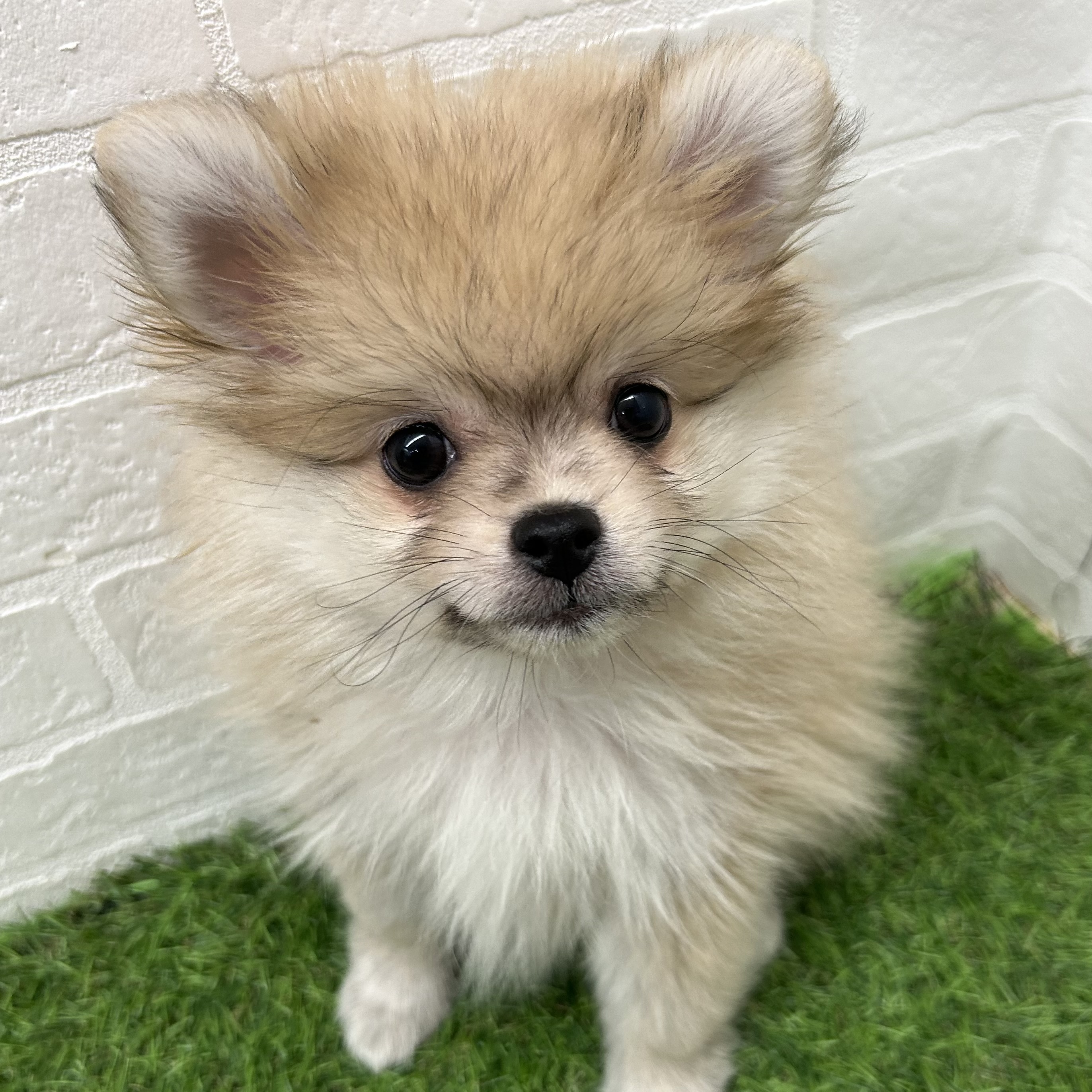 岐阜県のポメラニアン (ワンニャンハウス岐阜柳津店/2025年10月6日生まれ/男の子/オレンジ)の子犬の2枚目の画像