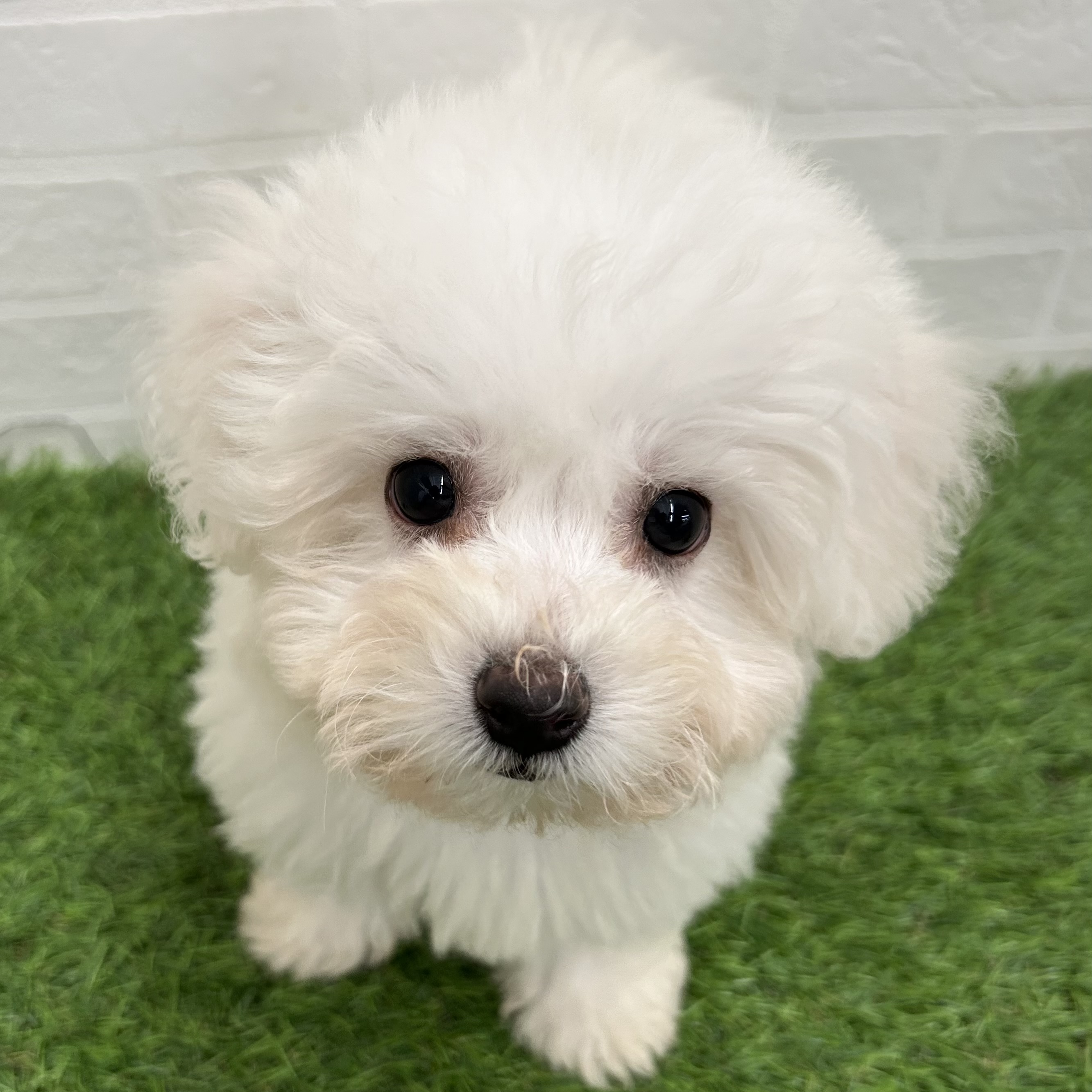 岐阜県のビションフリーゼ (ワンニャンハウス岐阜柳津店/2025年9月17日生まれ/男の子/ホワイト)の子犬の1枚目の画像