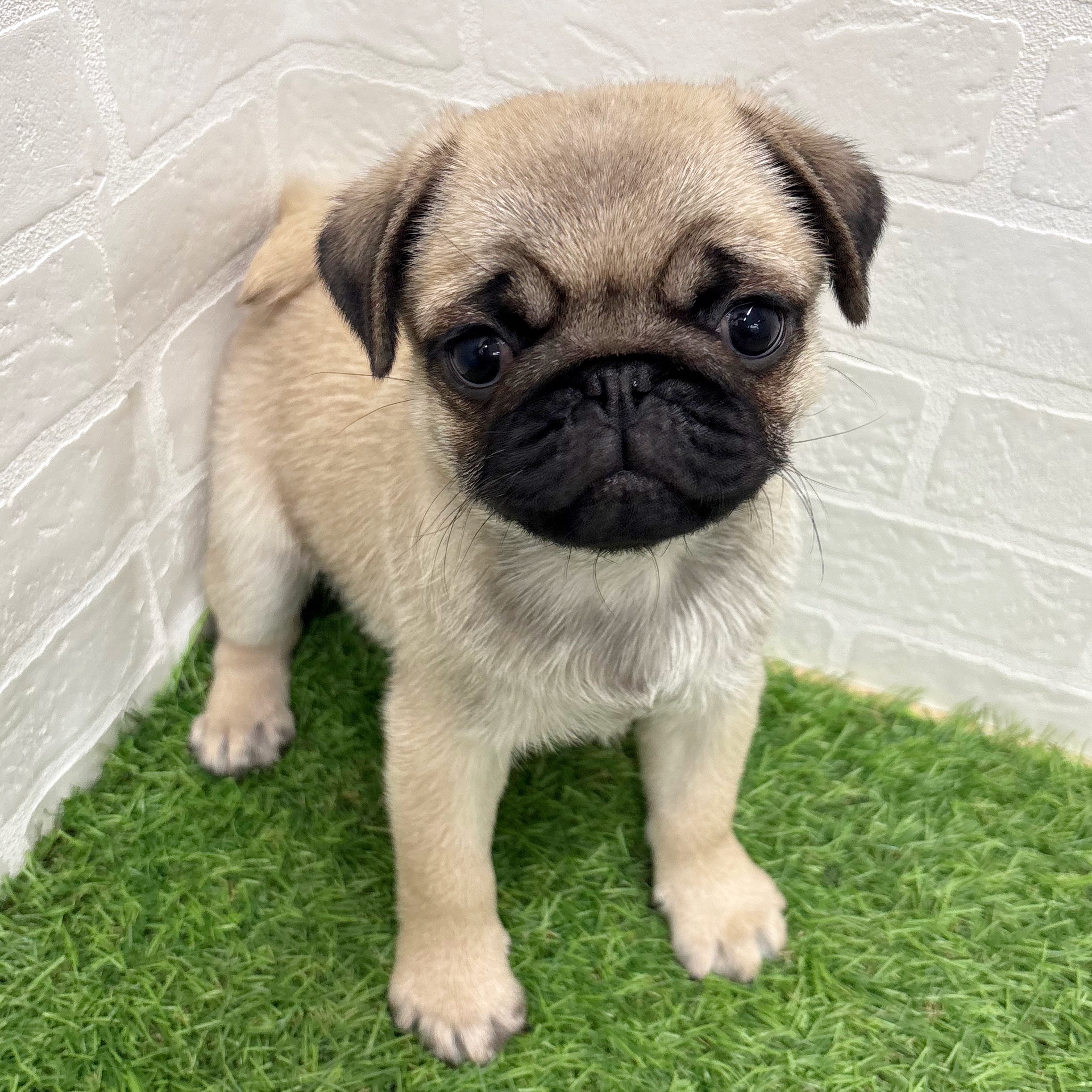 岐阜県のパグ (ワンニャンハウス岐阜柳津店/2026年1月15日生まれ/女の子/フォーン)の子犬の2枚目の画像