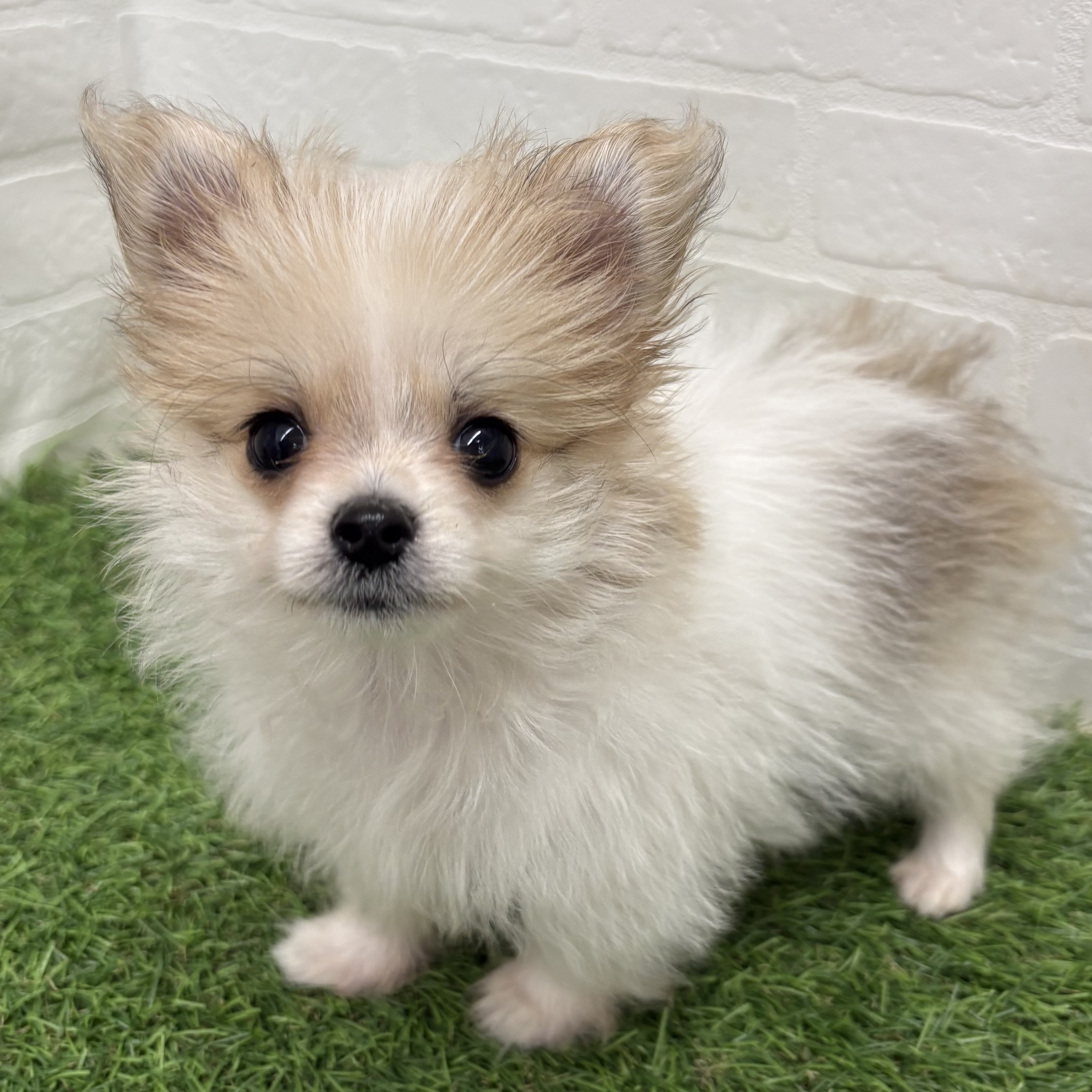 岐阜県のハーフ犬・ミックス犬 (ワンニャンハウス岐阜柳津店/2026年1月24日生まれ/女の子/レッドホワイト)の子犬の3枚目の画像