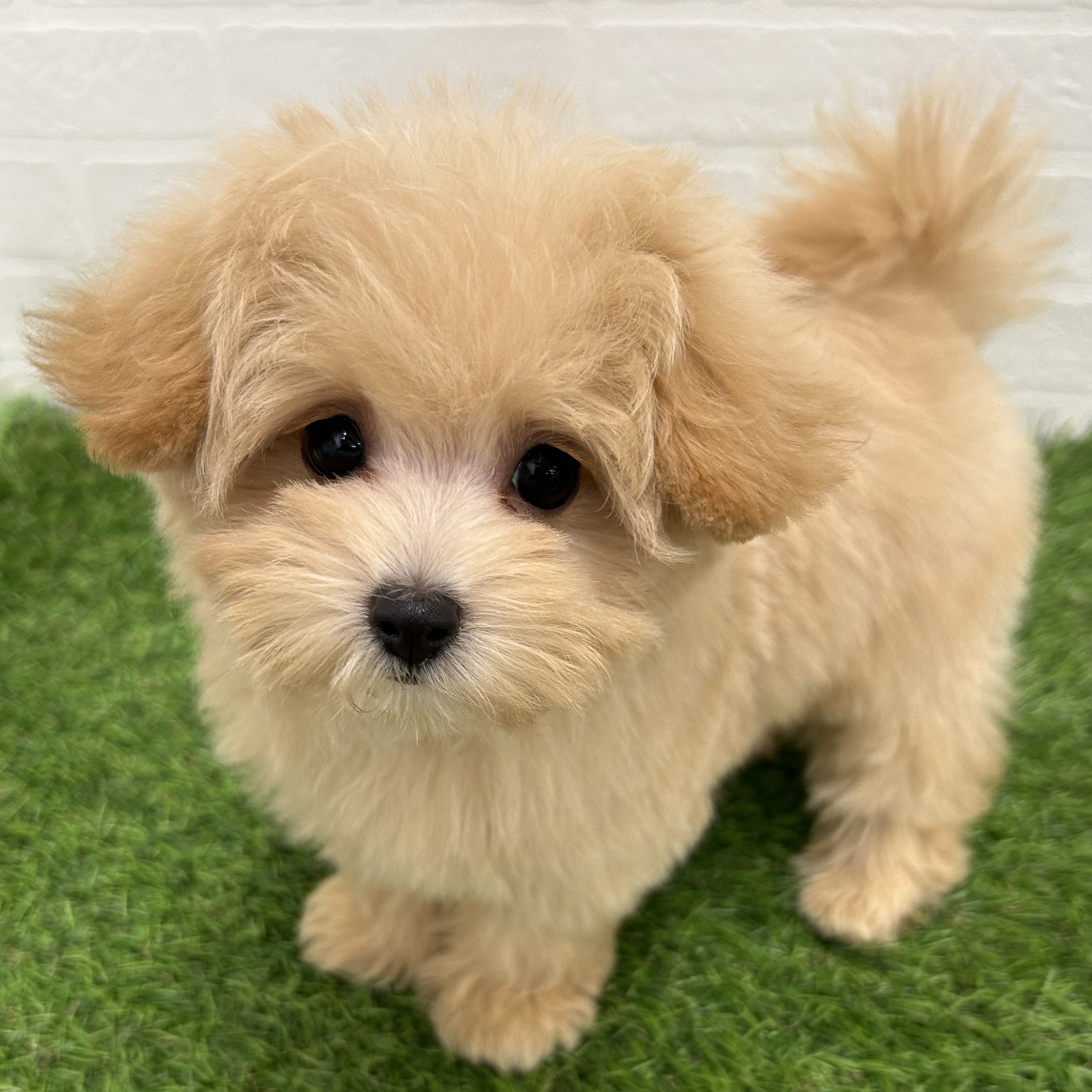 岐阜県のハーフ犬・ミックス犬 (ワンニャンハウス岐阜柳津店/2025年6月30日生まれ/女の子/アプリコット)の子犬の2枚目の画像