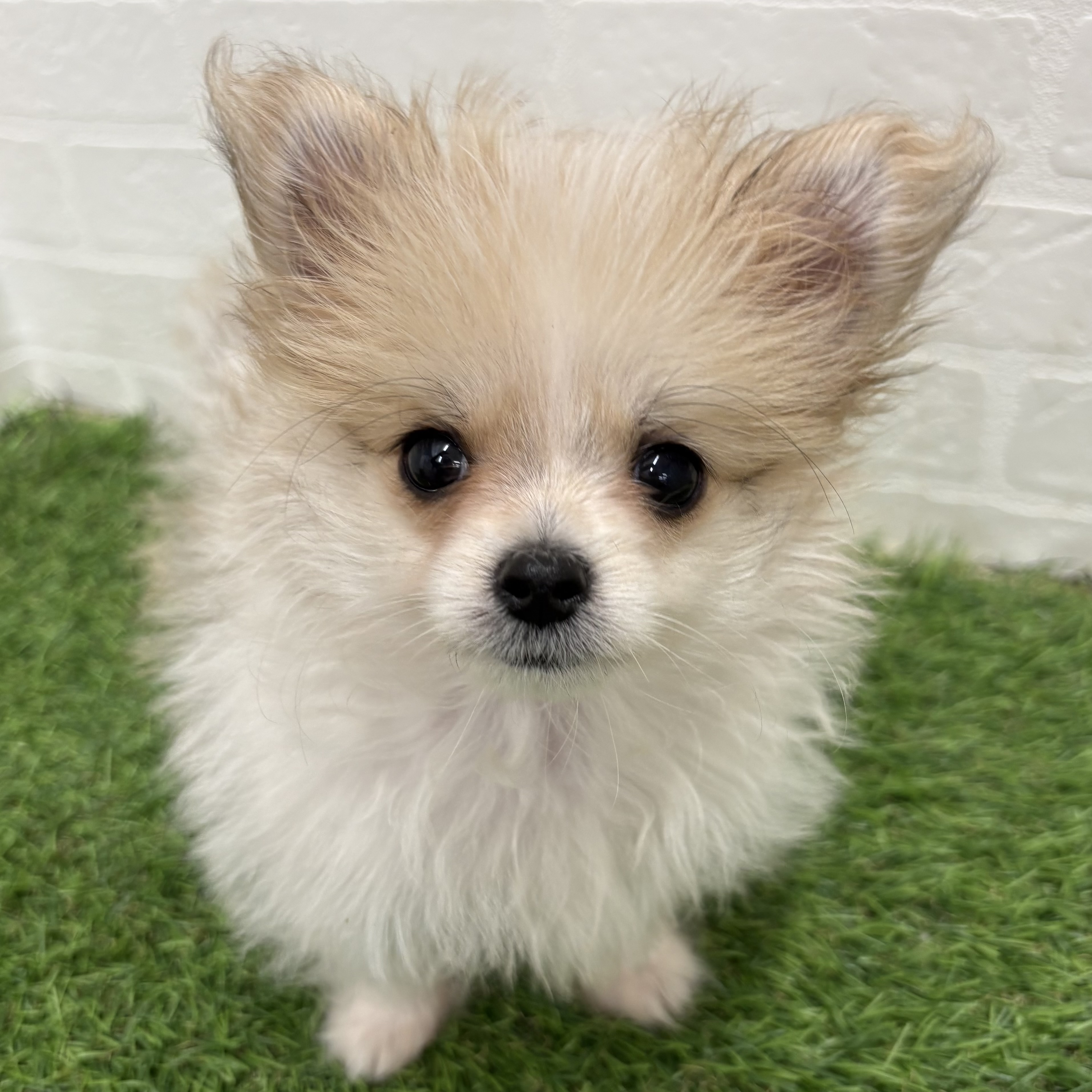 岐阜県のハーフ犬・ミックス犬 (ワンニャンハウス岐阜柳津店/2026年1月24日生まれ/女の子/レッドホワイト)の子犬の1枚目の画像