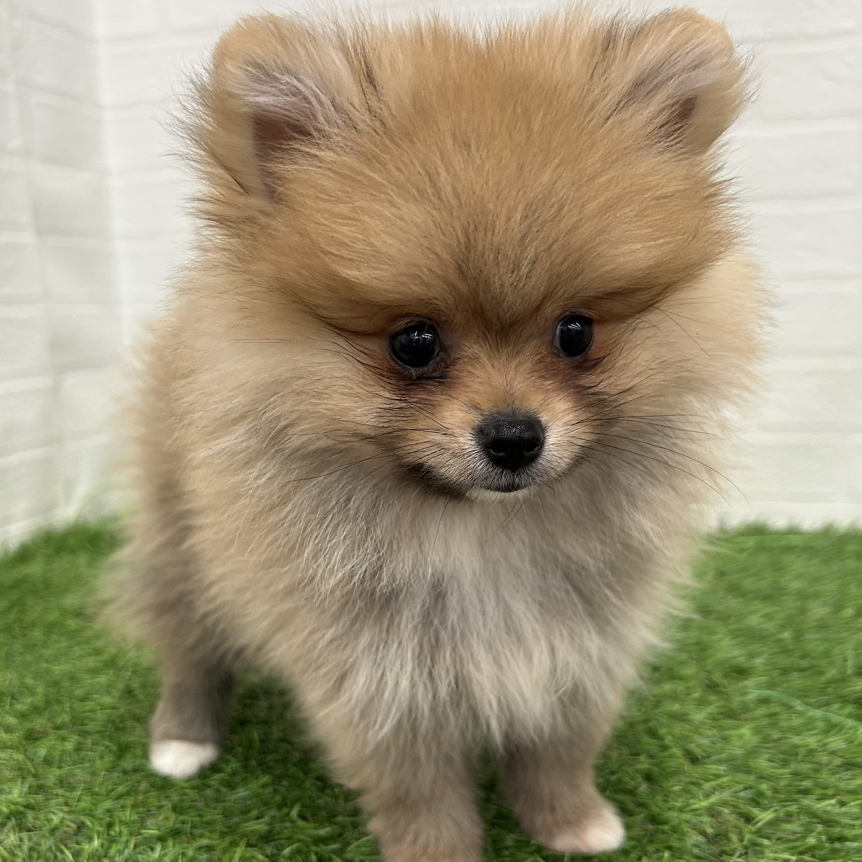 岐阜県のポメラニアン (ワンニャンハウス岐阜柳津店/2025年9月12日生まれ/女の子/オレンジ)の子犬の2枚目の画像