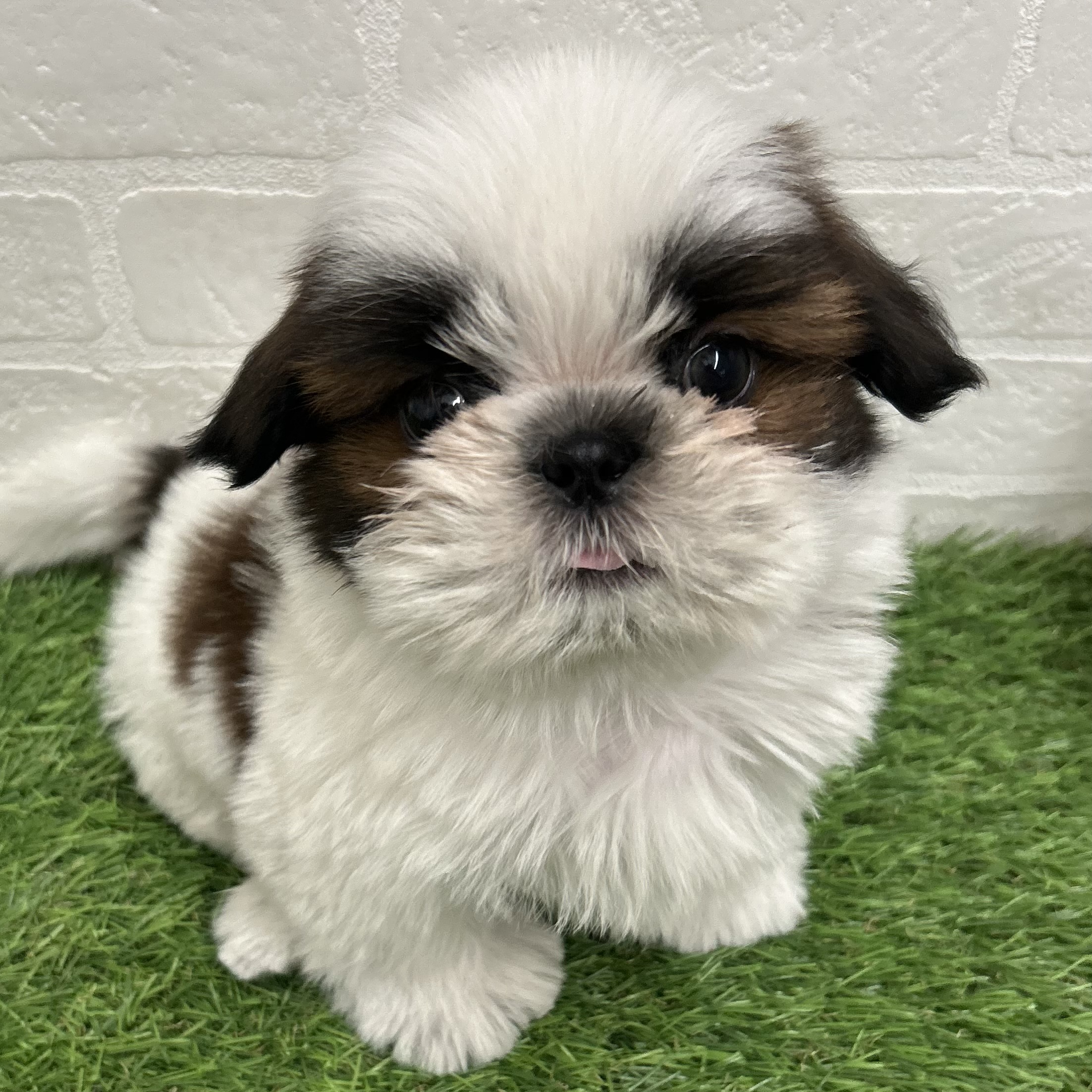 岐阜県のシーズー (ワンニャンハウス岐阜柳津店/2025年11月22日生まれ/男の子/ホワイトゴールド)の子犬の2枚目の画像