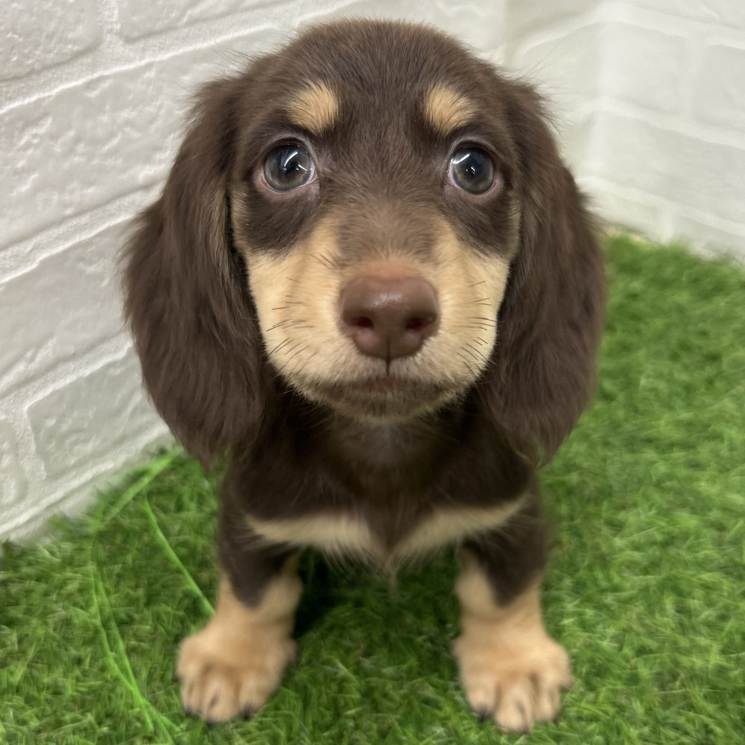 岐阜県のミニチュアダックスフンド(ロング) (ワンニャンハウス岐阜柳津店/2025年8月25日生まれ/男の子/チョコレートイエロー)の子犬の1枚目の画像