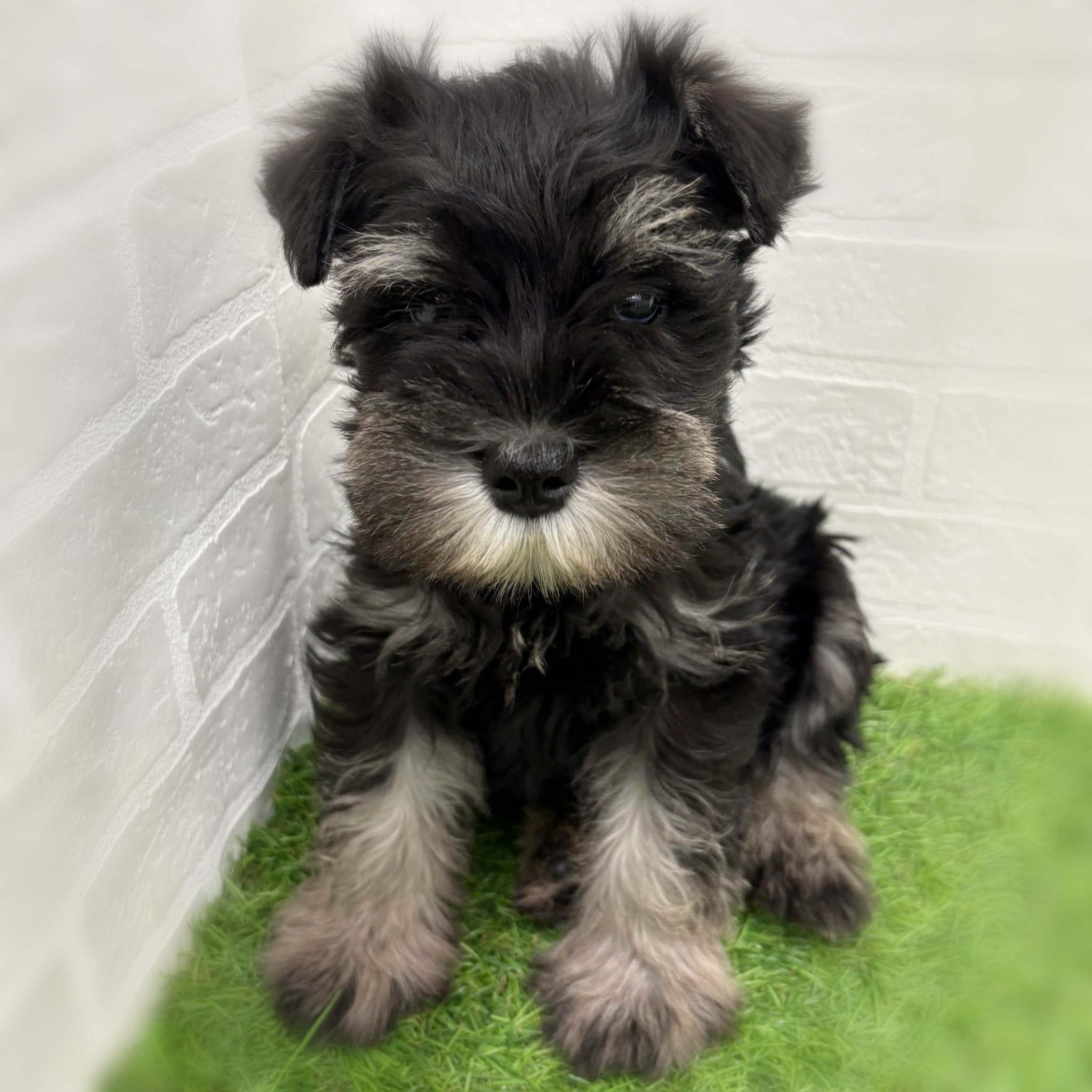 岐阜県のミニチュアシュナウザー (ワンニャンハウス岐阜柳津店/2026年1月24日生まれ/男の子/ブラックシルバー)の子犬