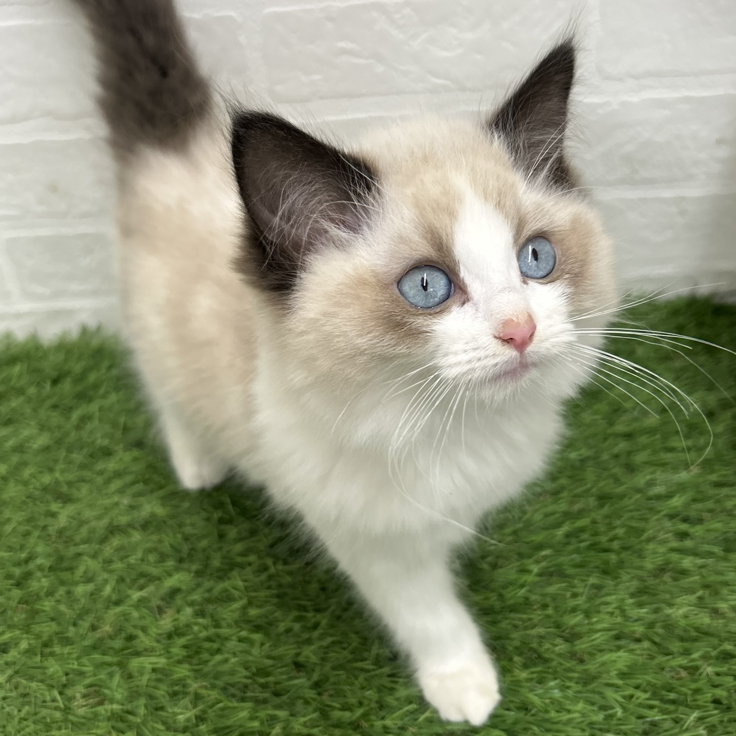 岐阜県のラグドール (ワンニャンハウス岐阜柳津店/2025年10月17日生まれ/女の子/シールポイントバイカラー)の子猫の3枚目の画像